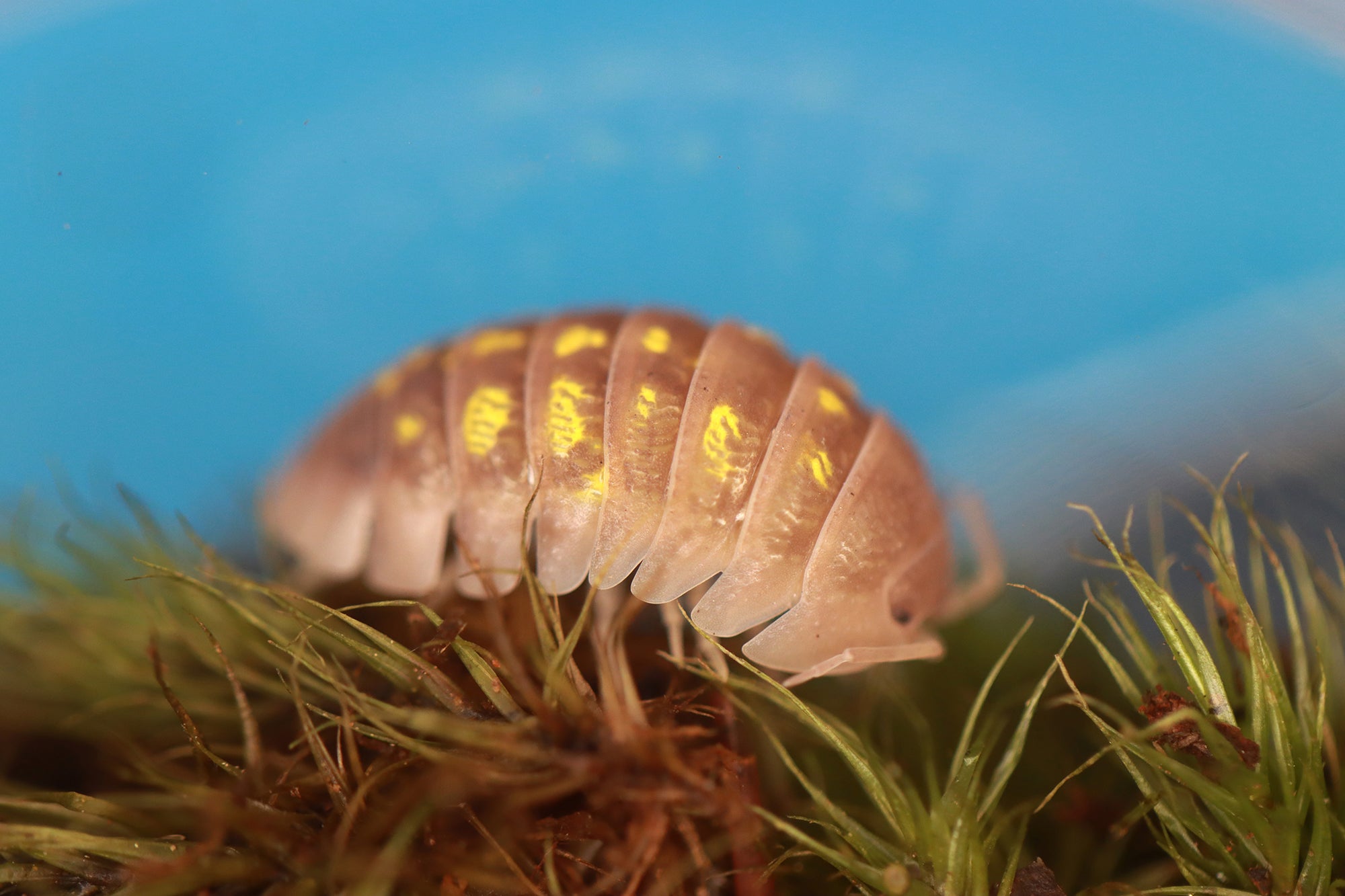 ARMADILLIDIUM GRANULATUM 'T+ Albino' Isopods