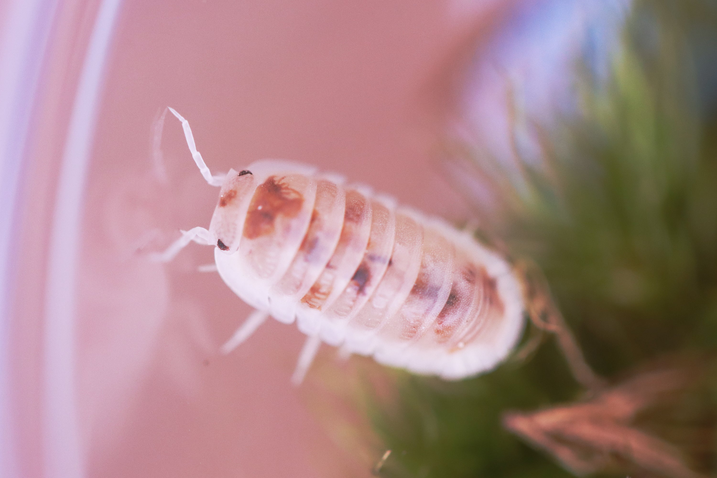 CUBARIS MURINA 'Pearls' Isopods