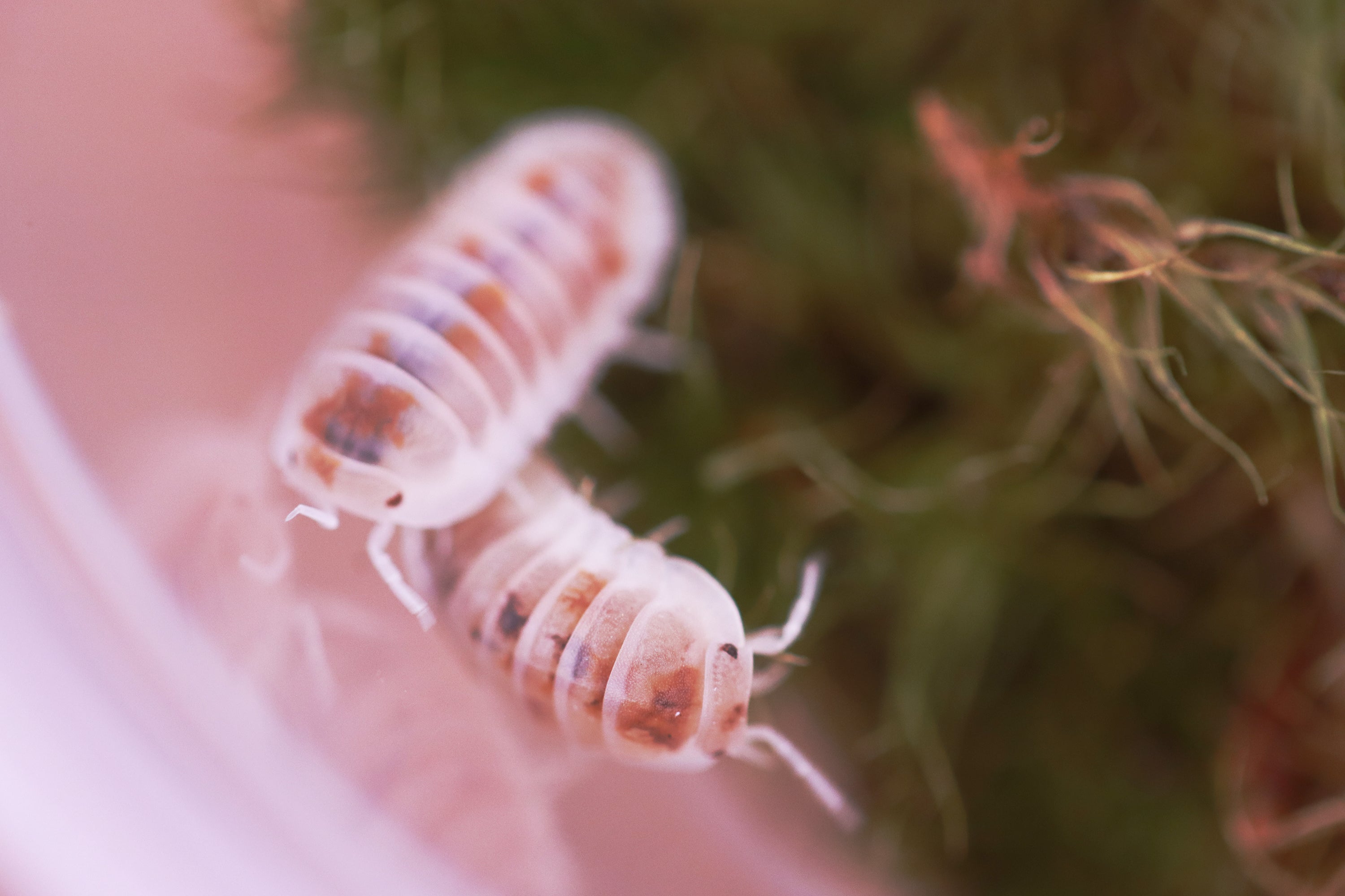 CUBARIS MURINA 'Pearls' Isopods