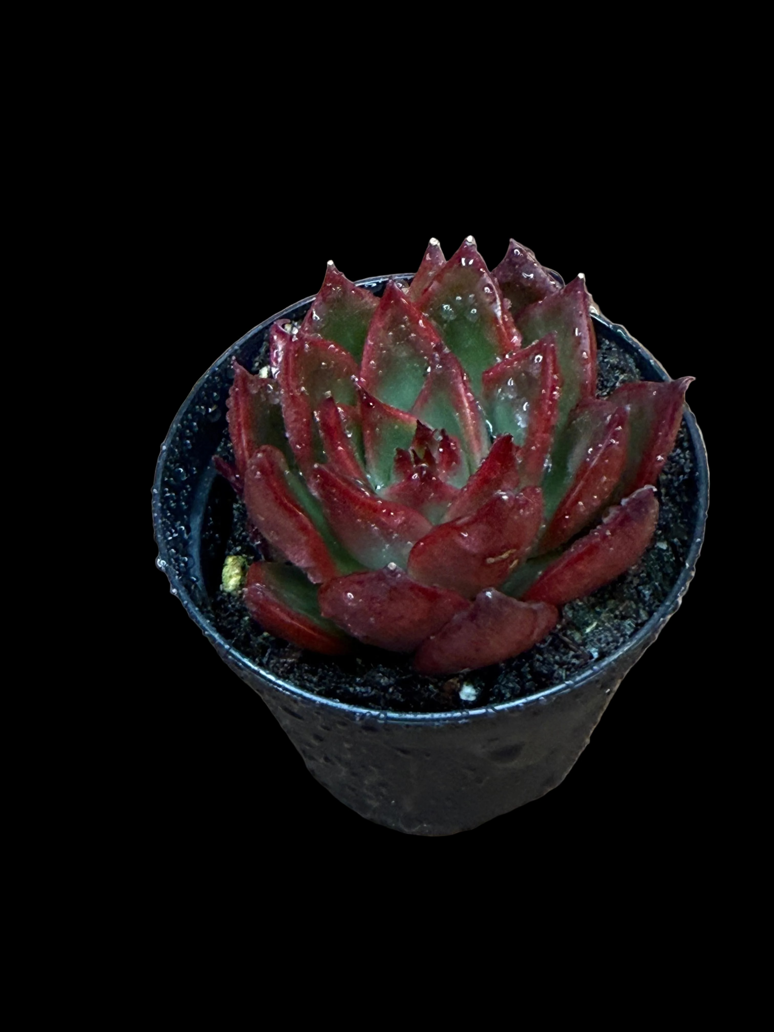 ECHEVERIA ‘RED EDGE’ SUCCULENT PLANT
