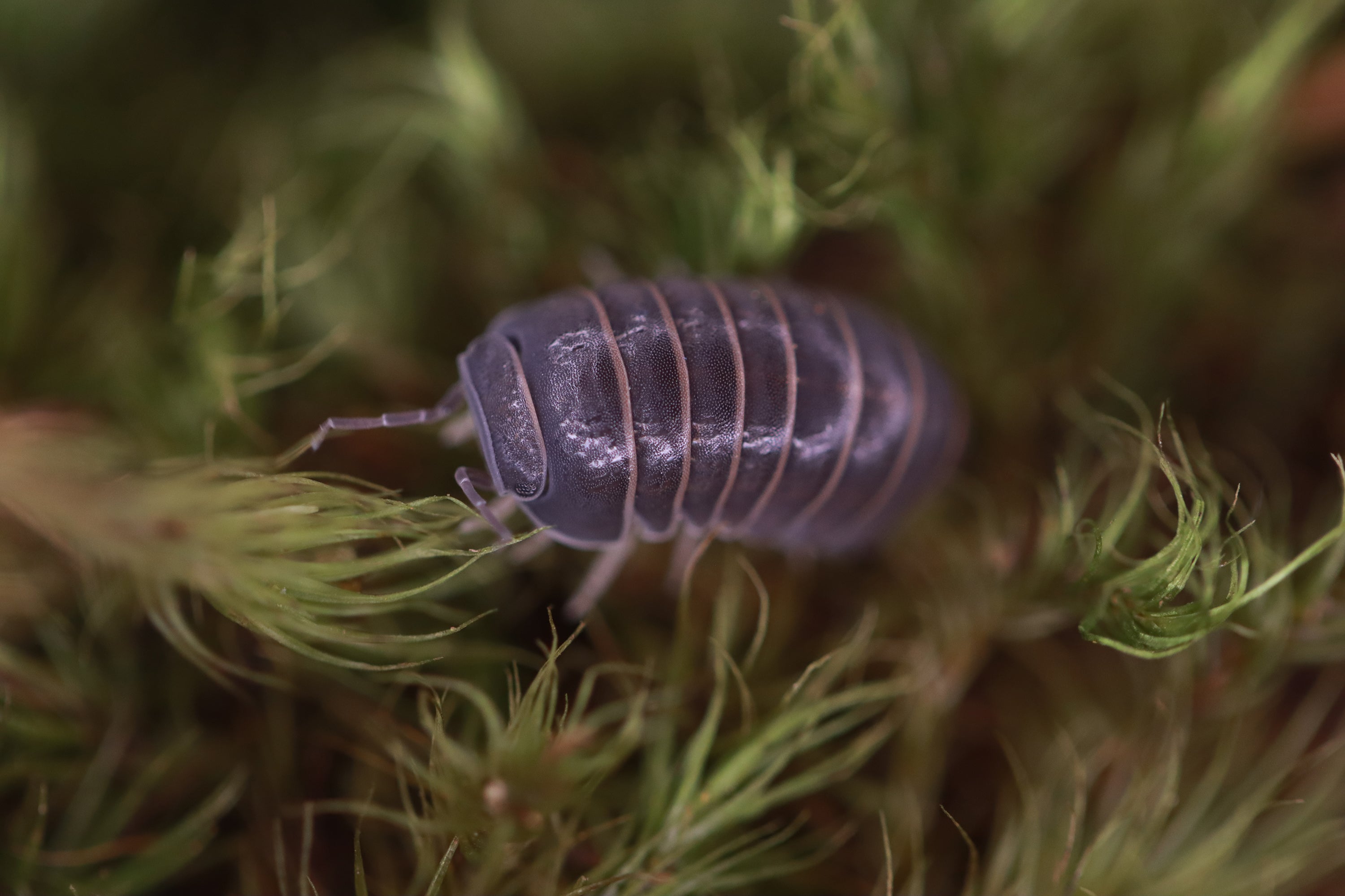ARMADILLO OFFICINALIS ‘The Hissing Isopod - Spain’ Isopods