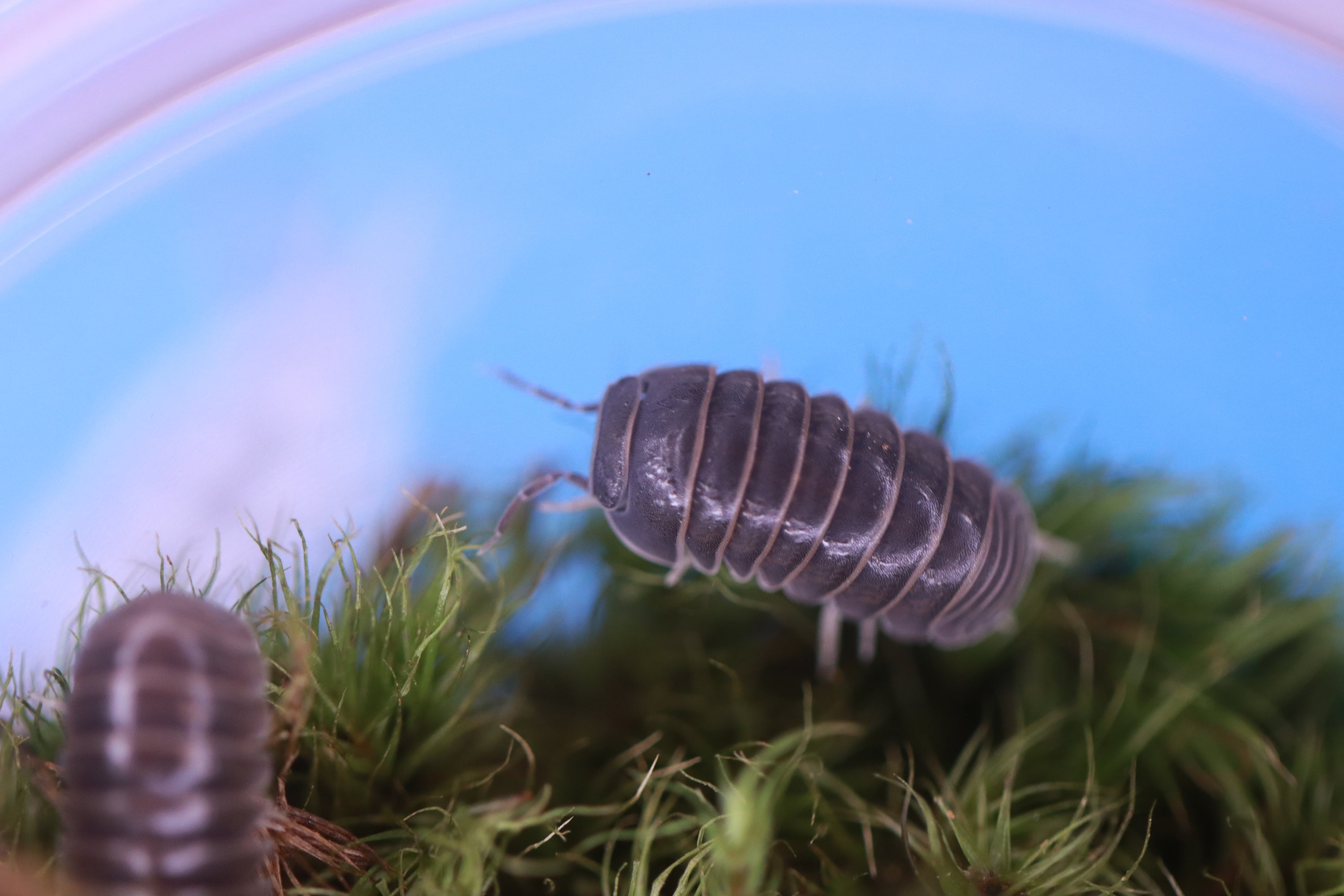 ARMADILLO OFFICINALIS ‘The Hissing Isopod - Spain’ Isopods