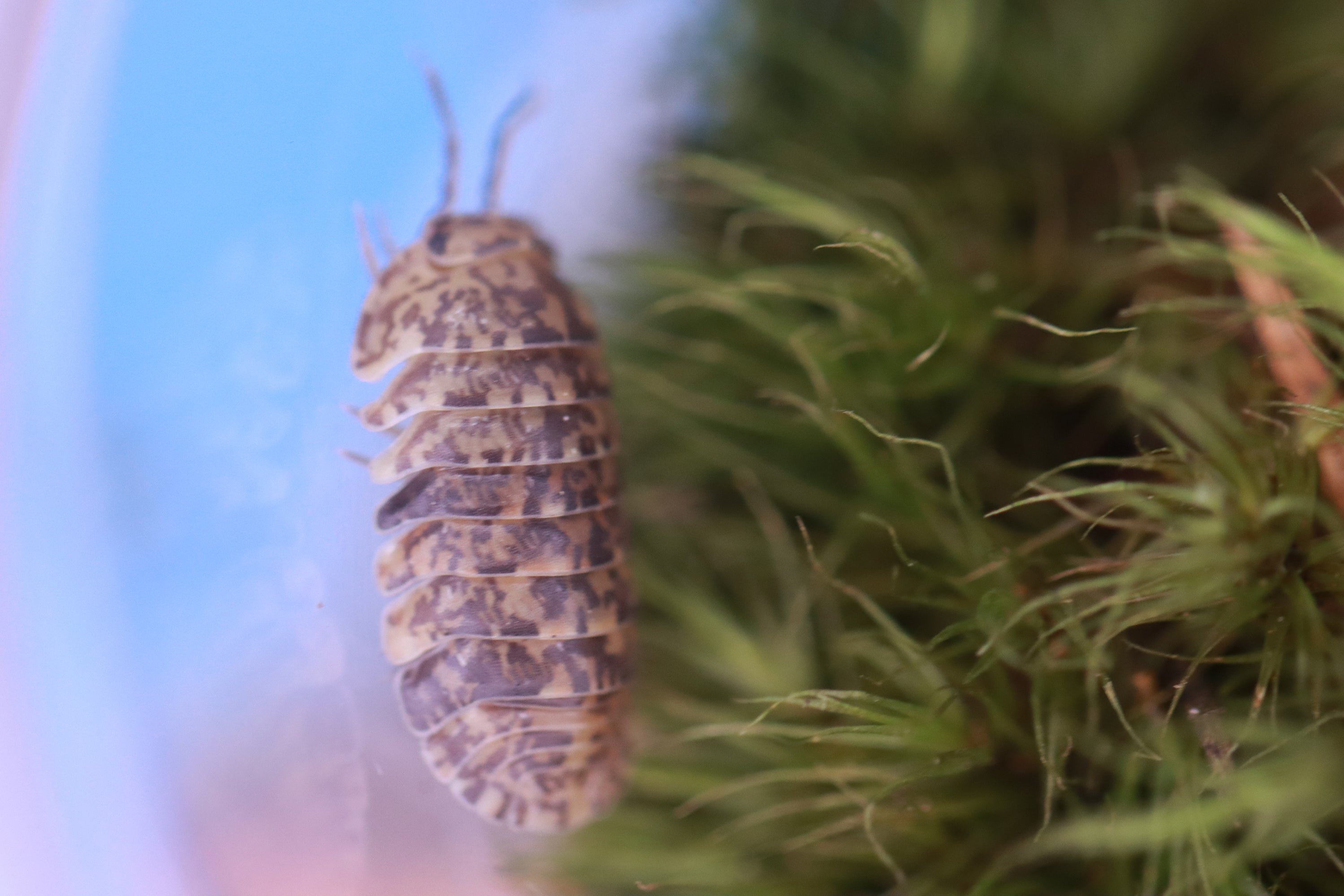 FILIPINODILLO MACULATUM 'Lapu' Isopods