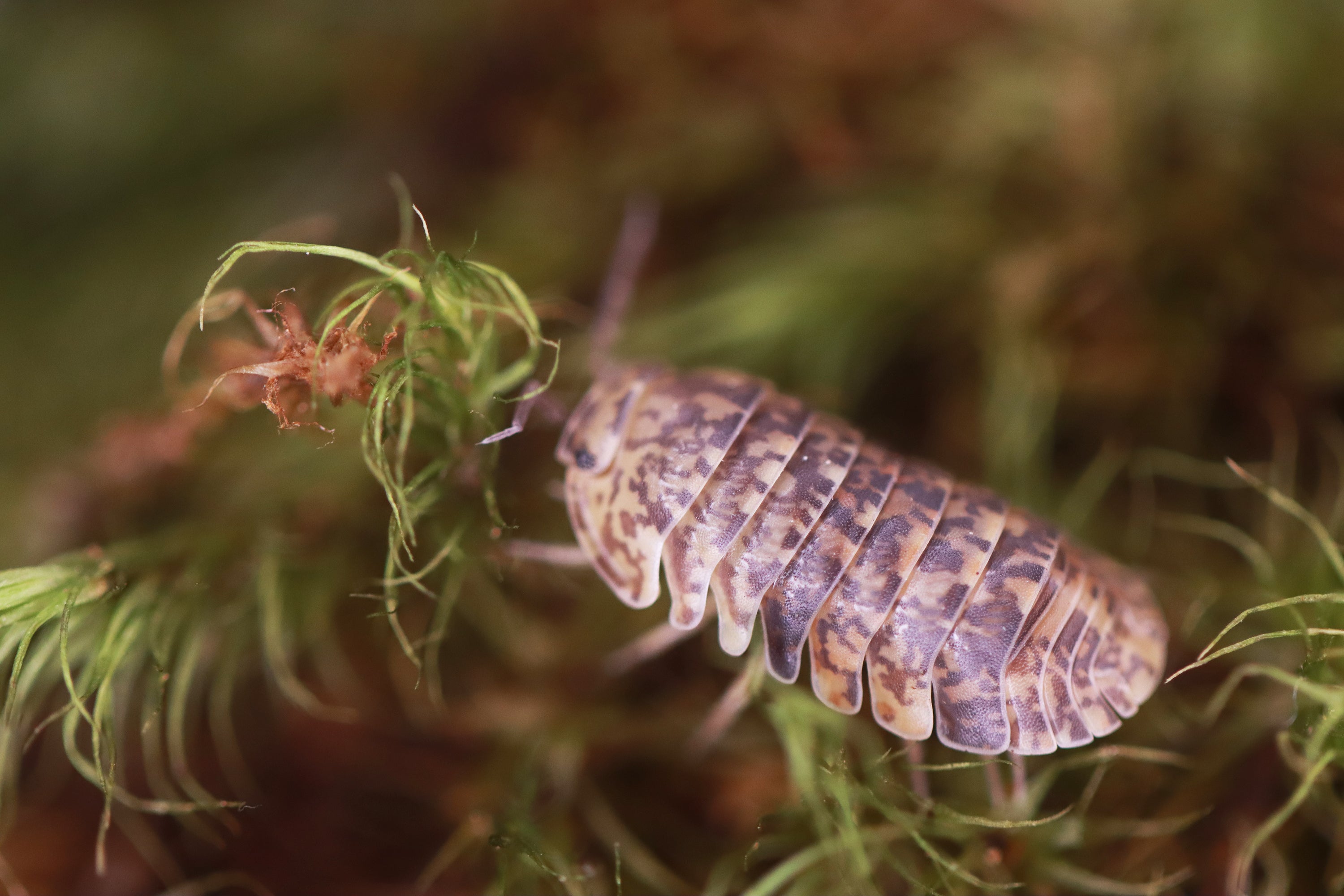 FILIPINODILLO MACULATUM 'Lapu' Isopods