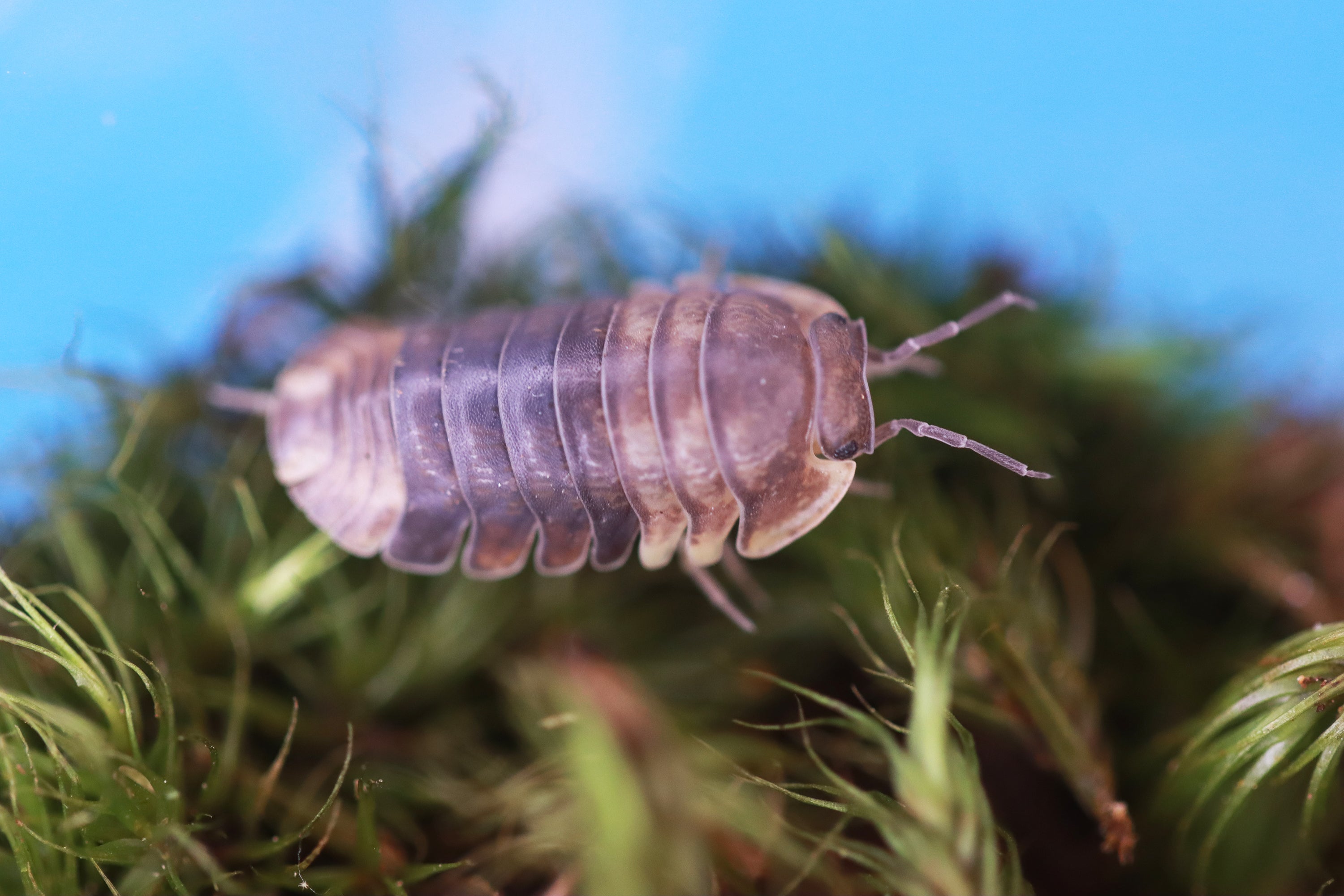 FILIPINODILLO SP 'Cordova' Isopods