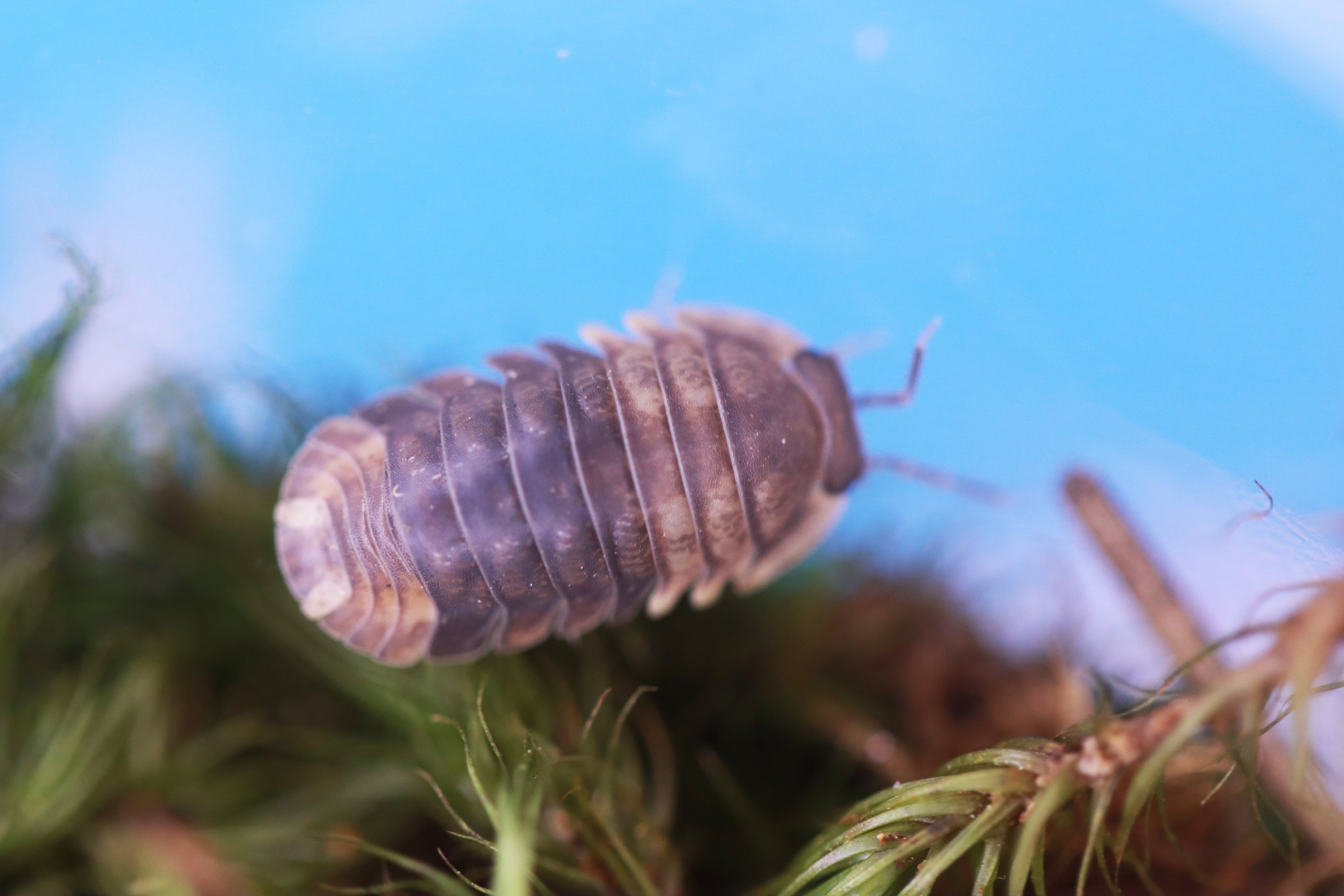 FILIPINODILLO SP 'Cordova' Isopods