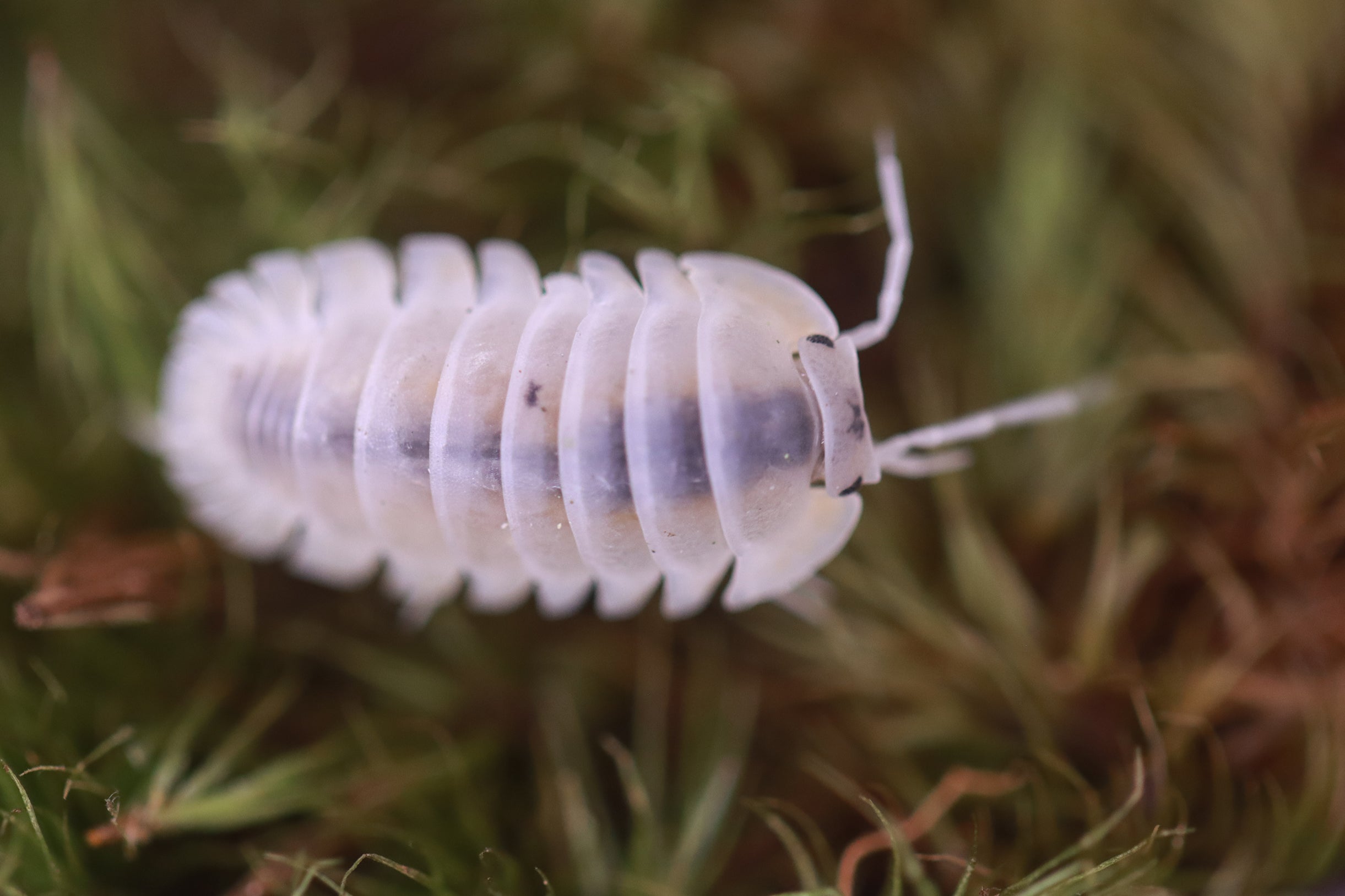 NESODILLO ARCHANGELI ‘White’ Isopods