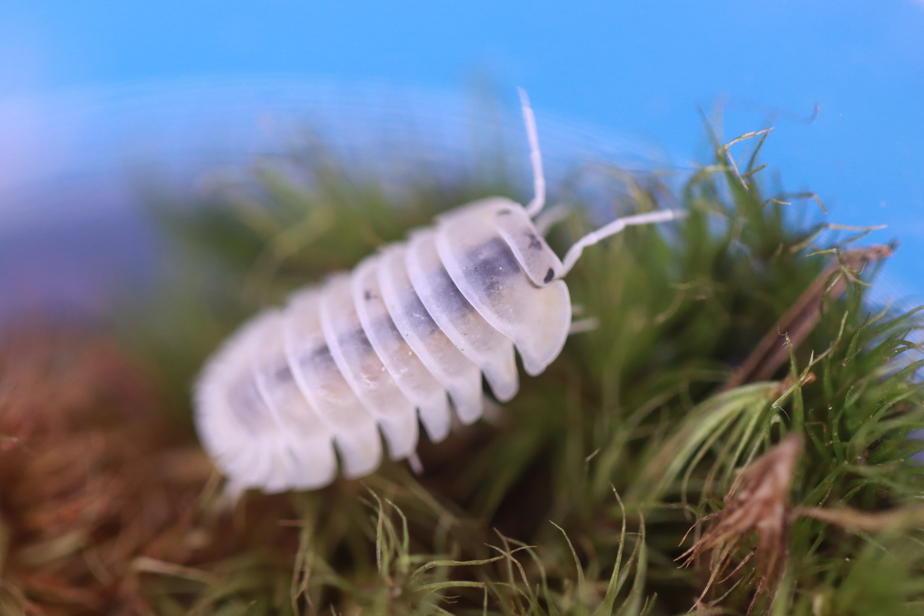 NESODILLO ARCHANGELI ‘White’ Isopods