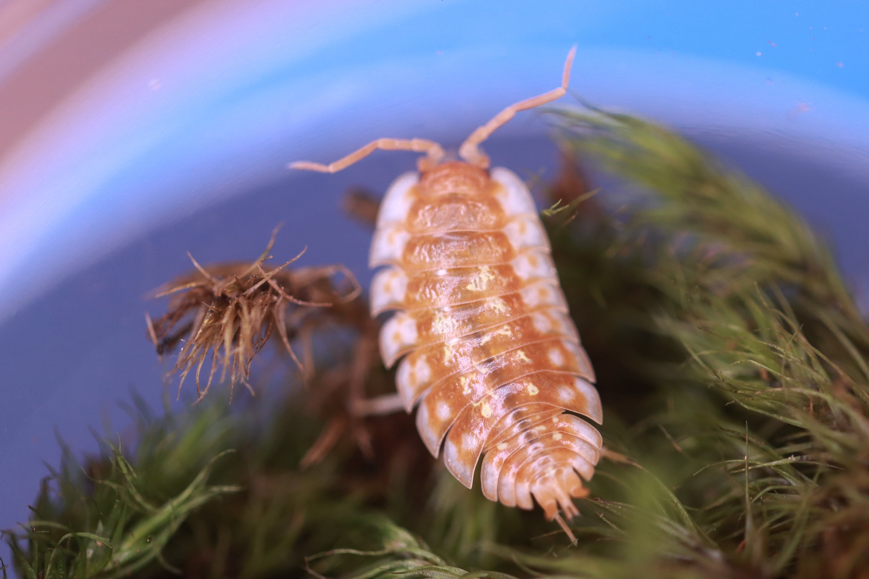 ONISCUS ASELLUS 'Maple Orange, B.C. Canada' Isopods