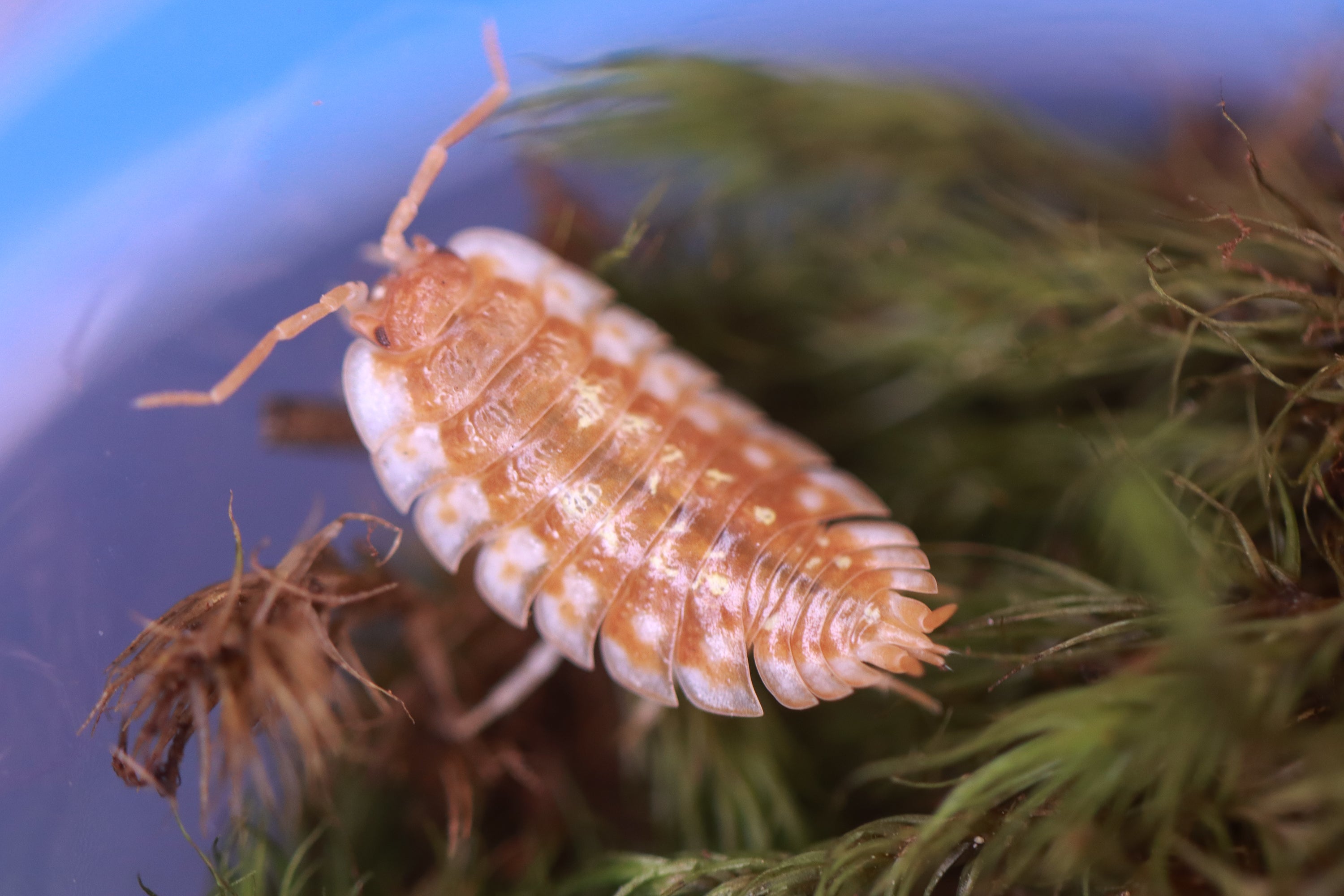 ONISCUS ASELLUS 'Maple Orange, B.C. Canada' Isopods