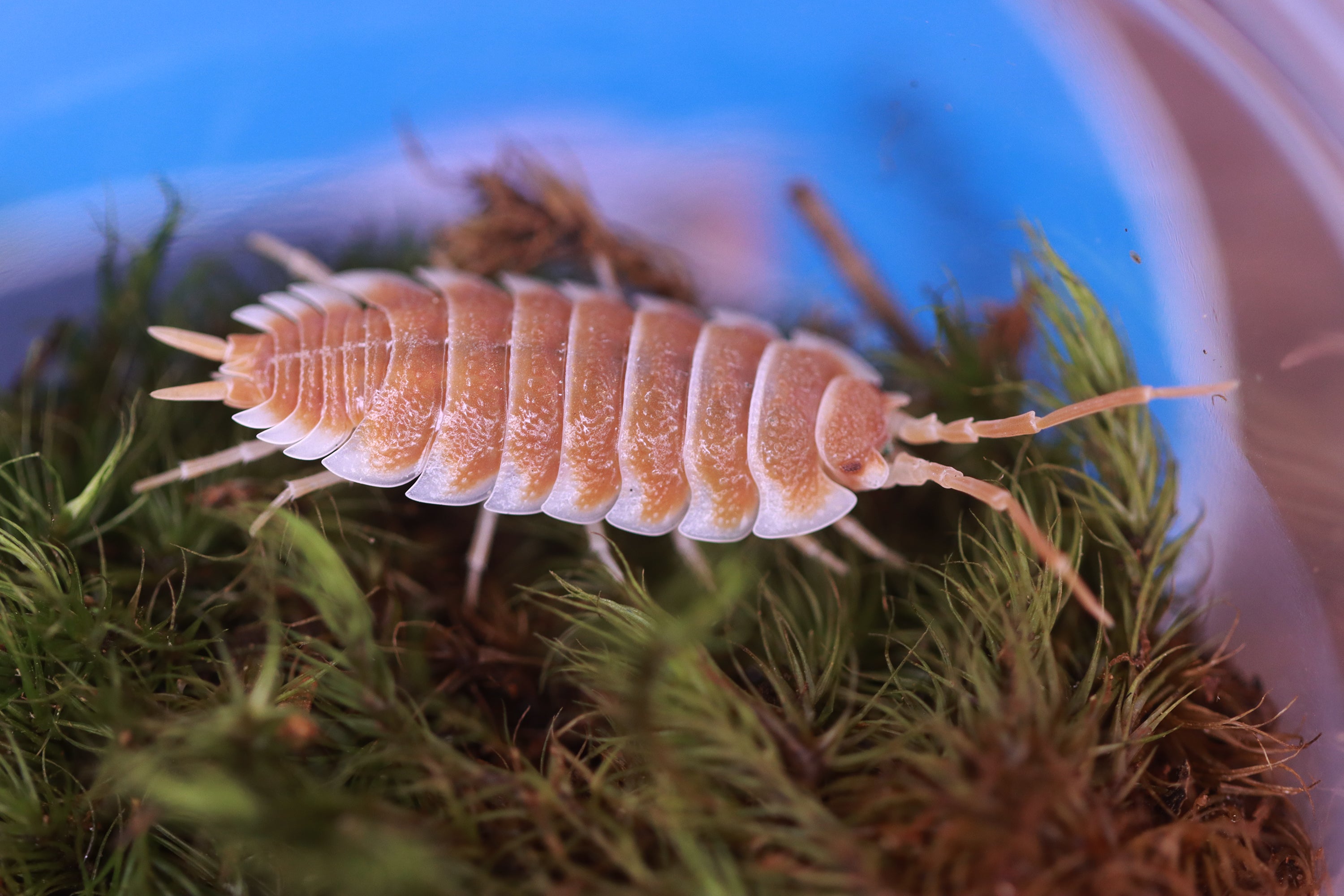 PORCELLIO HOFFMANNSEGGI 'Orange' Isopods