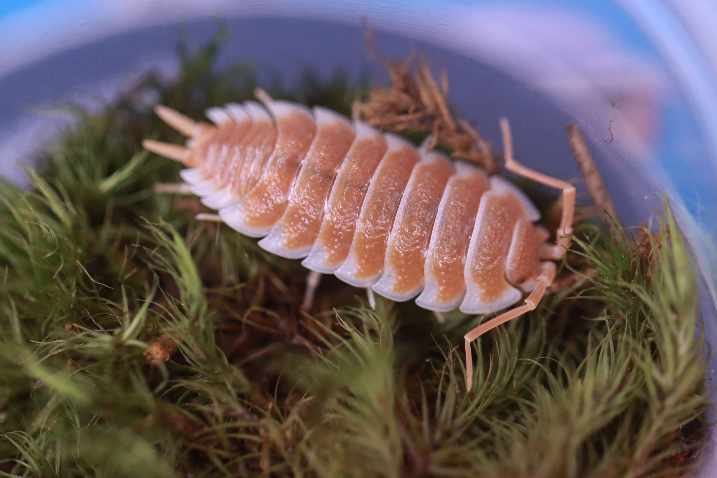 PORCELLIO HOFFMANNSEGGI 'Orange' Isopods