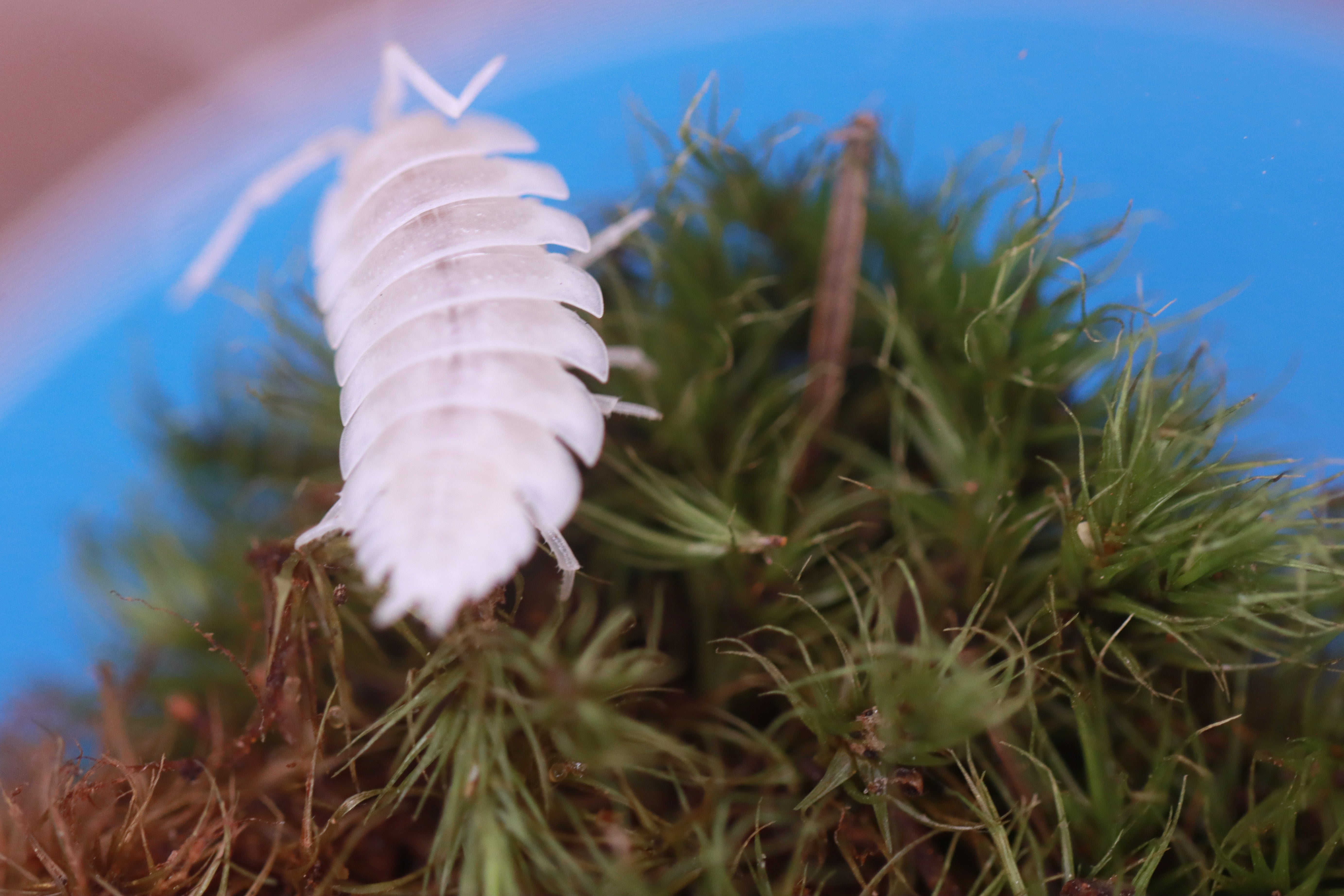 PORCELLIO HOFFMANNSEGGI 'White Out' Isopods