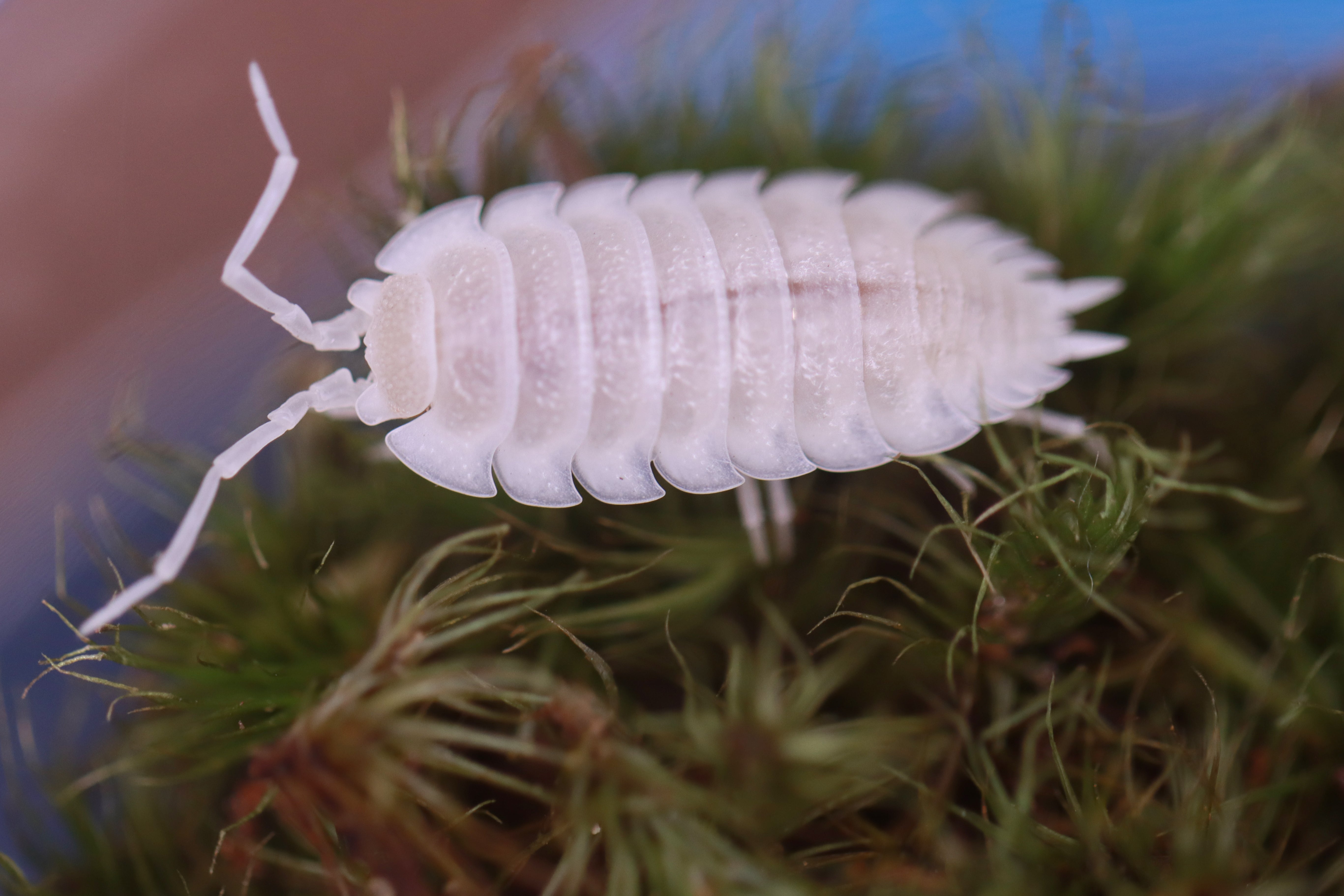 PORCELLIO HOFFMANNSEGGI 'White Out' Isopods