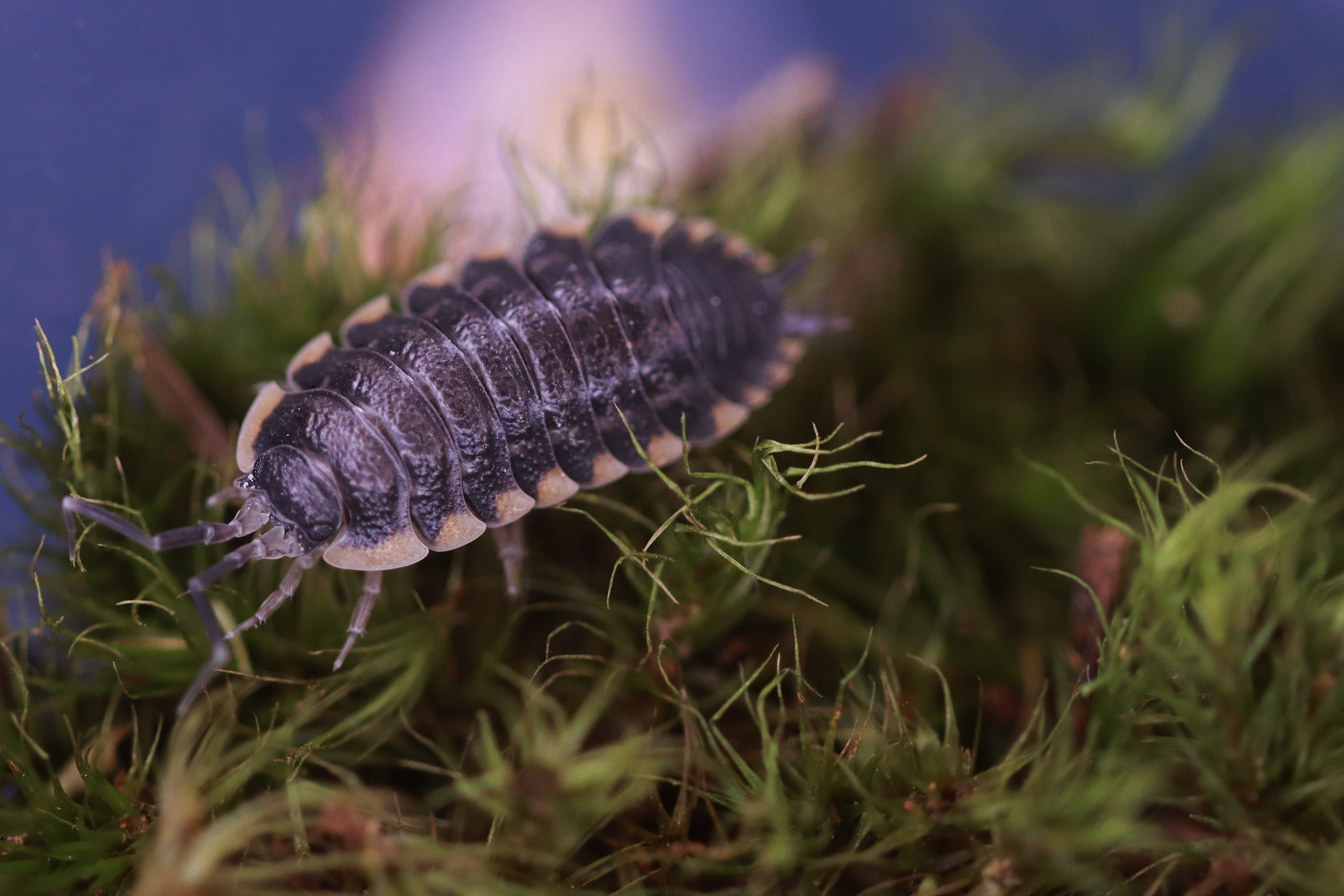 TRACHELIPUS CAUCASIUS 'Yellow Edge' Isopods
