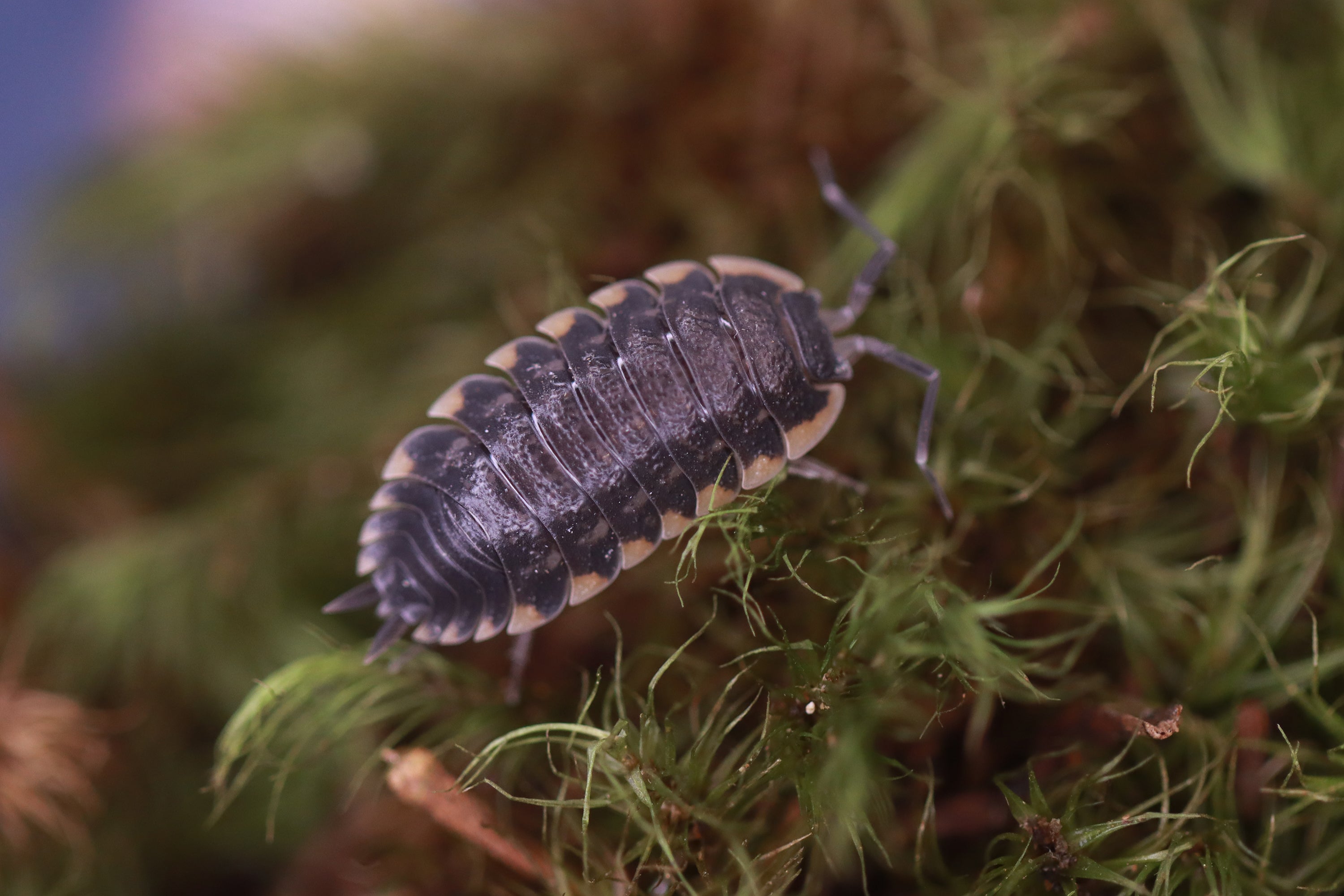 TRACHELIPUS CAUCASIUS 'Yellow Edge' Isopods