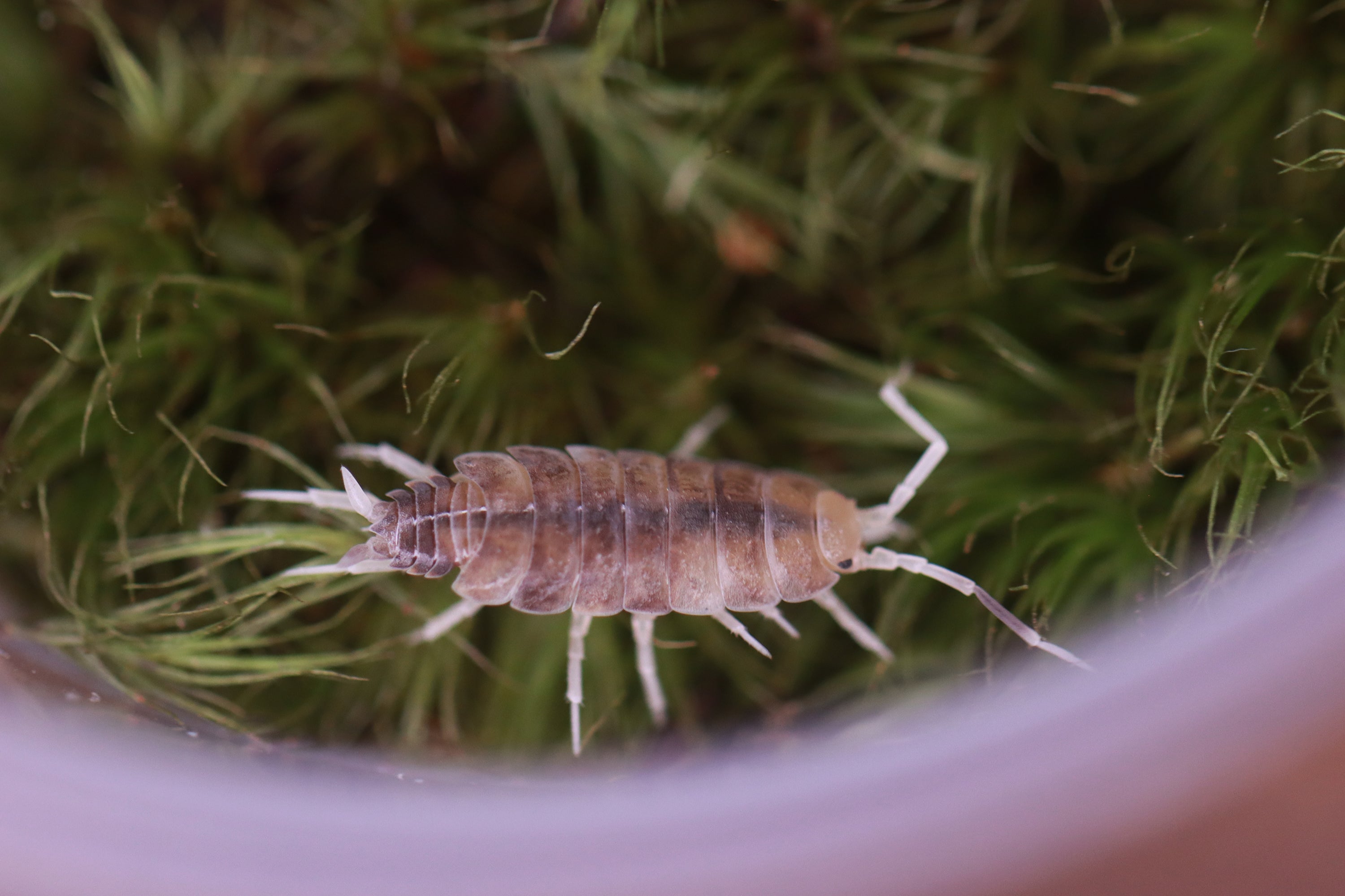 PORCELLIONIDES PRUINOSUS 'Butter Pecan' Isopods