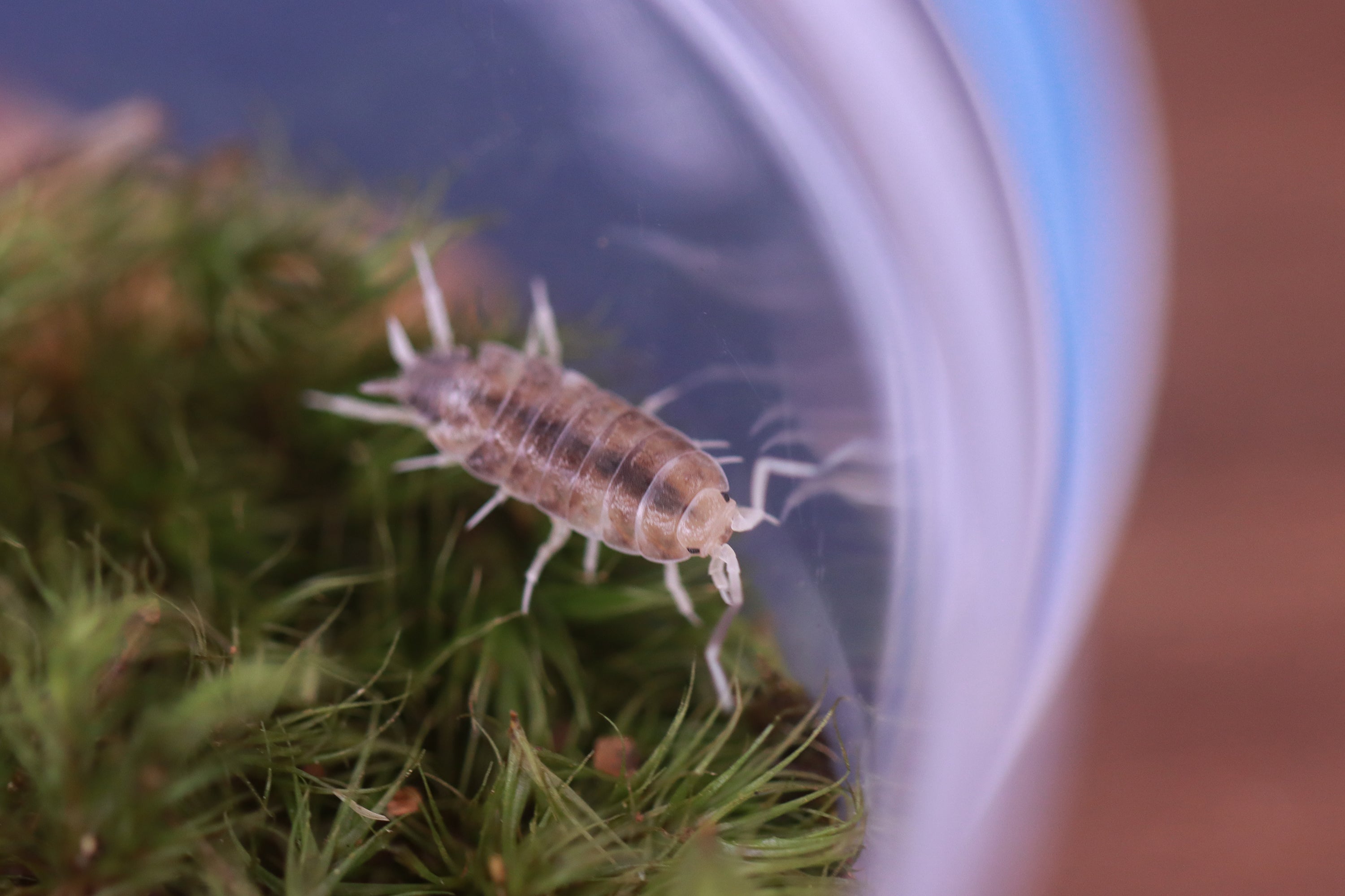 PORCELLIONIDES PRUINOSUS 'Butter Pecan' Isopods