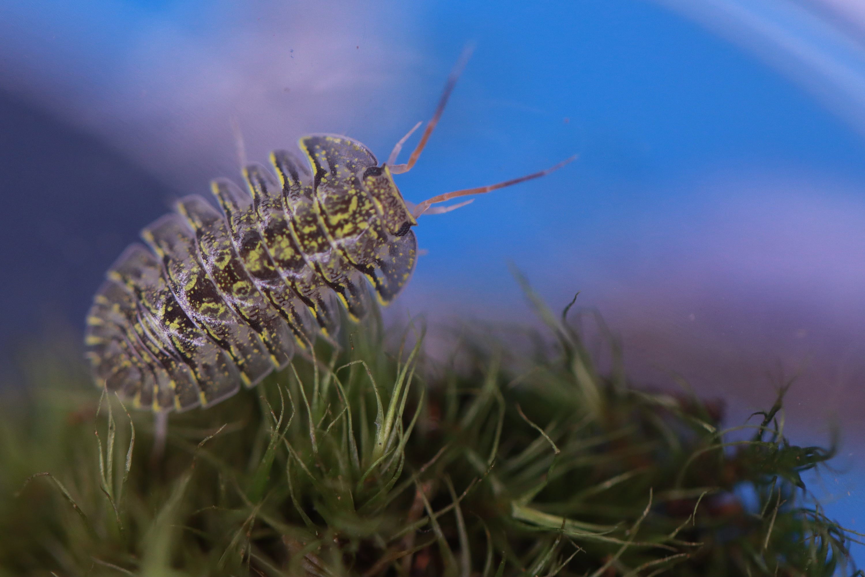 TROGODILLO SP ‘Green Spot’ Isopods