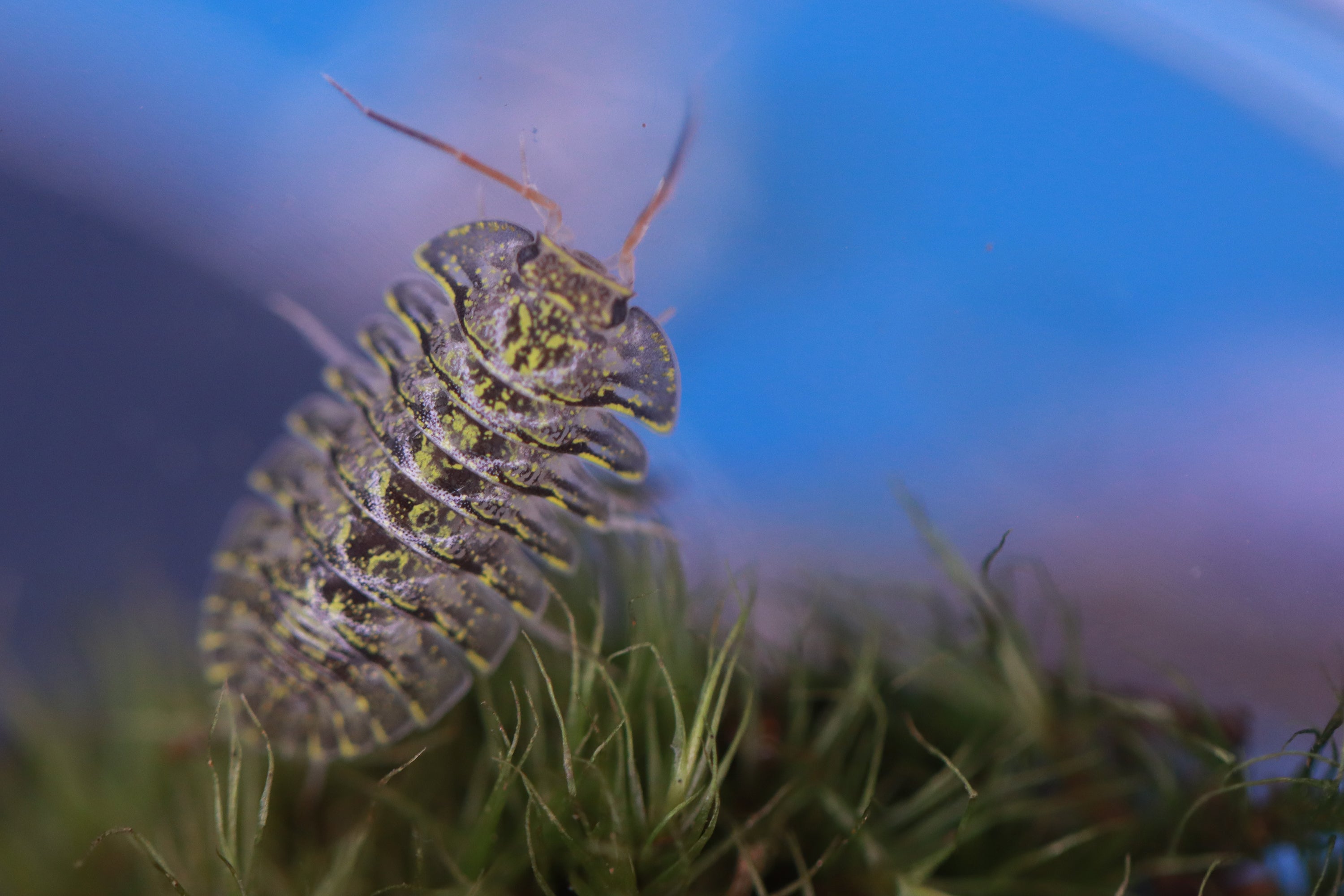 TROGODILLO SP ‘Green Spot’ Isopods