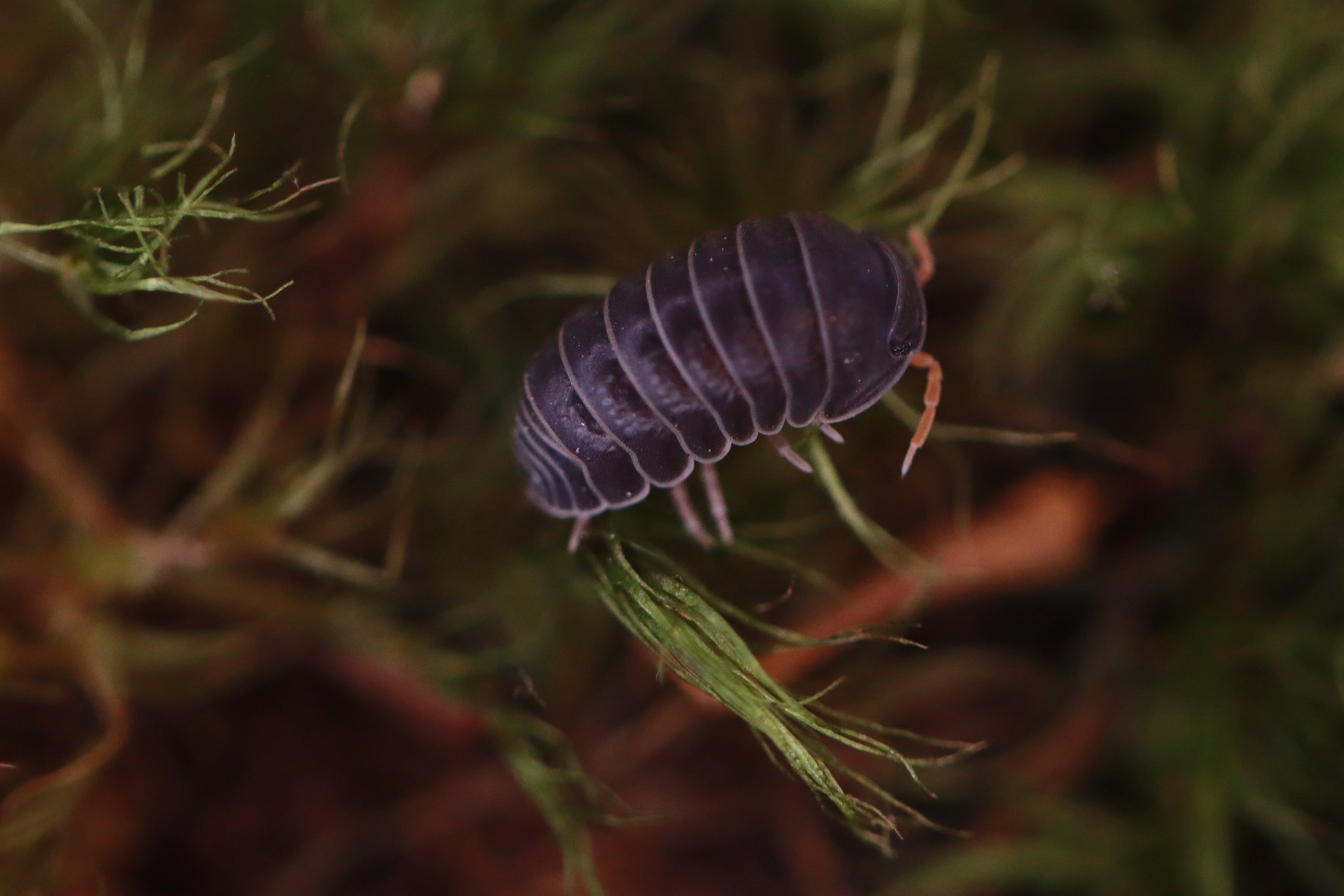 SPHERILLO SP 'Red Antennae' Isopods