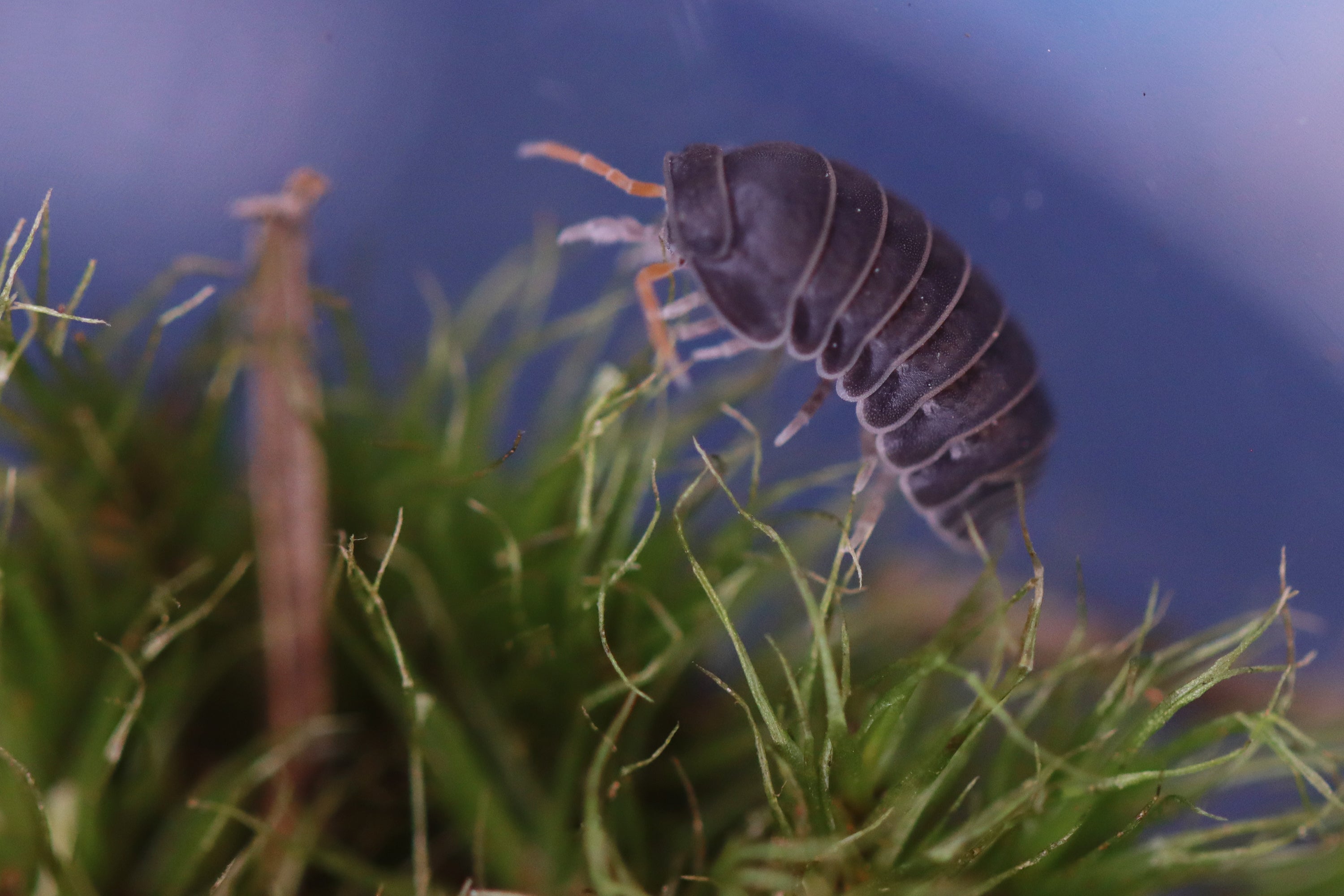 SPHERILLO SP 'Red Antennae' Isopods
