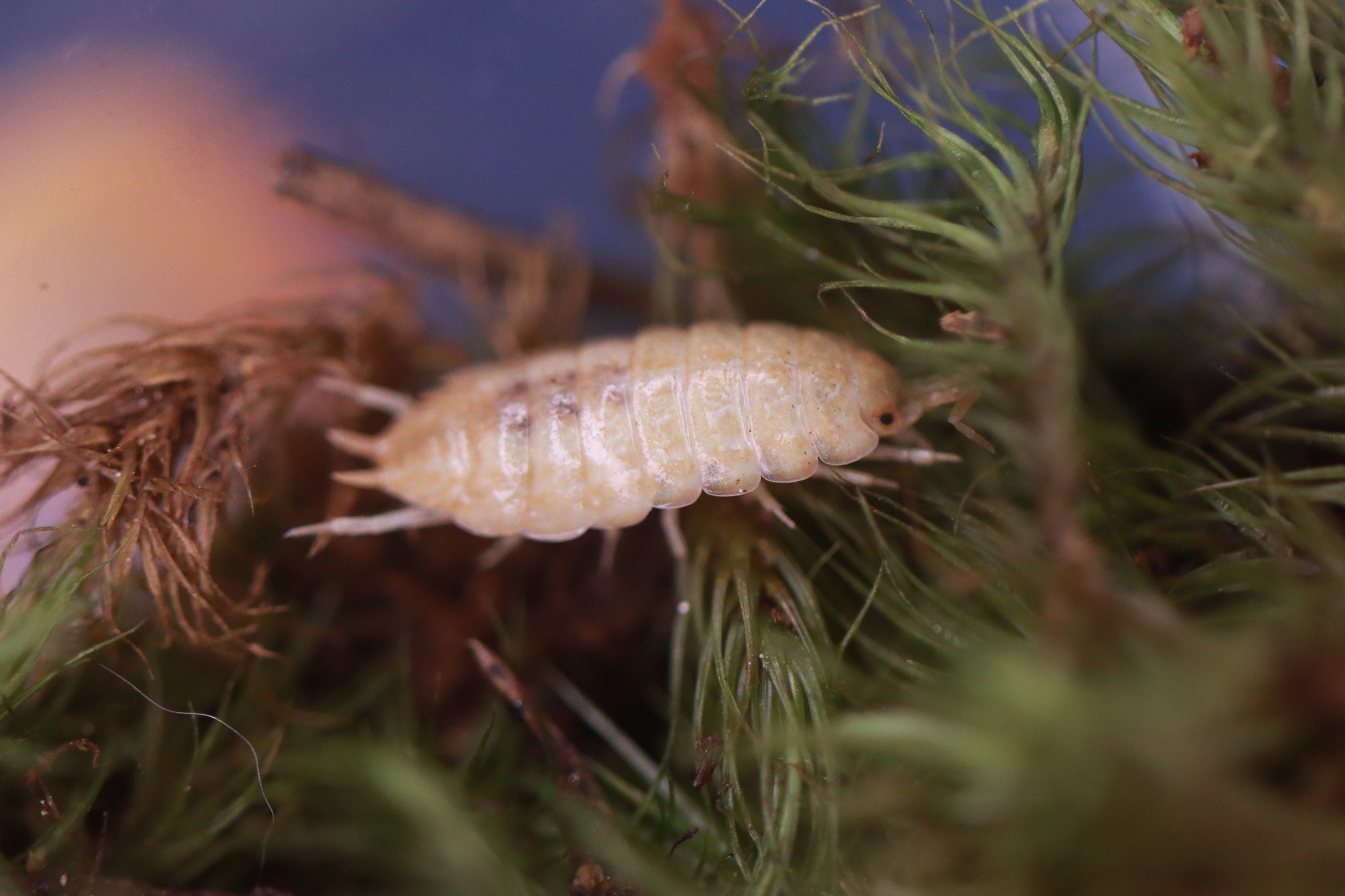 PORCELLIONIDES VIRGATUS 'Florida' Isopods