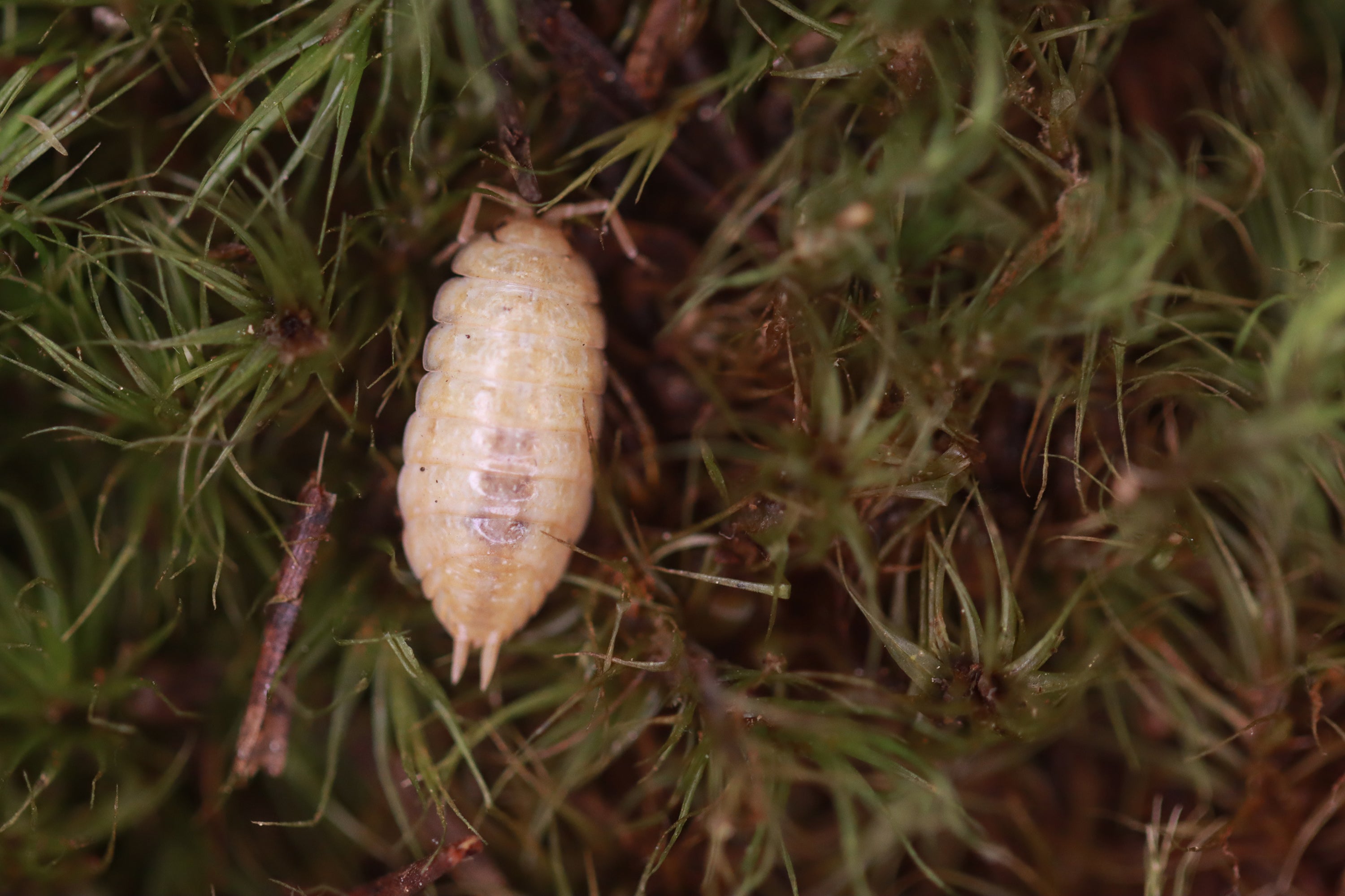 PORCELLIONIDES VIRGATUS 'Florida' Isopods