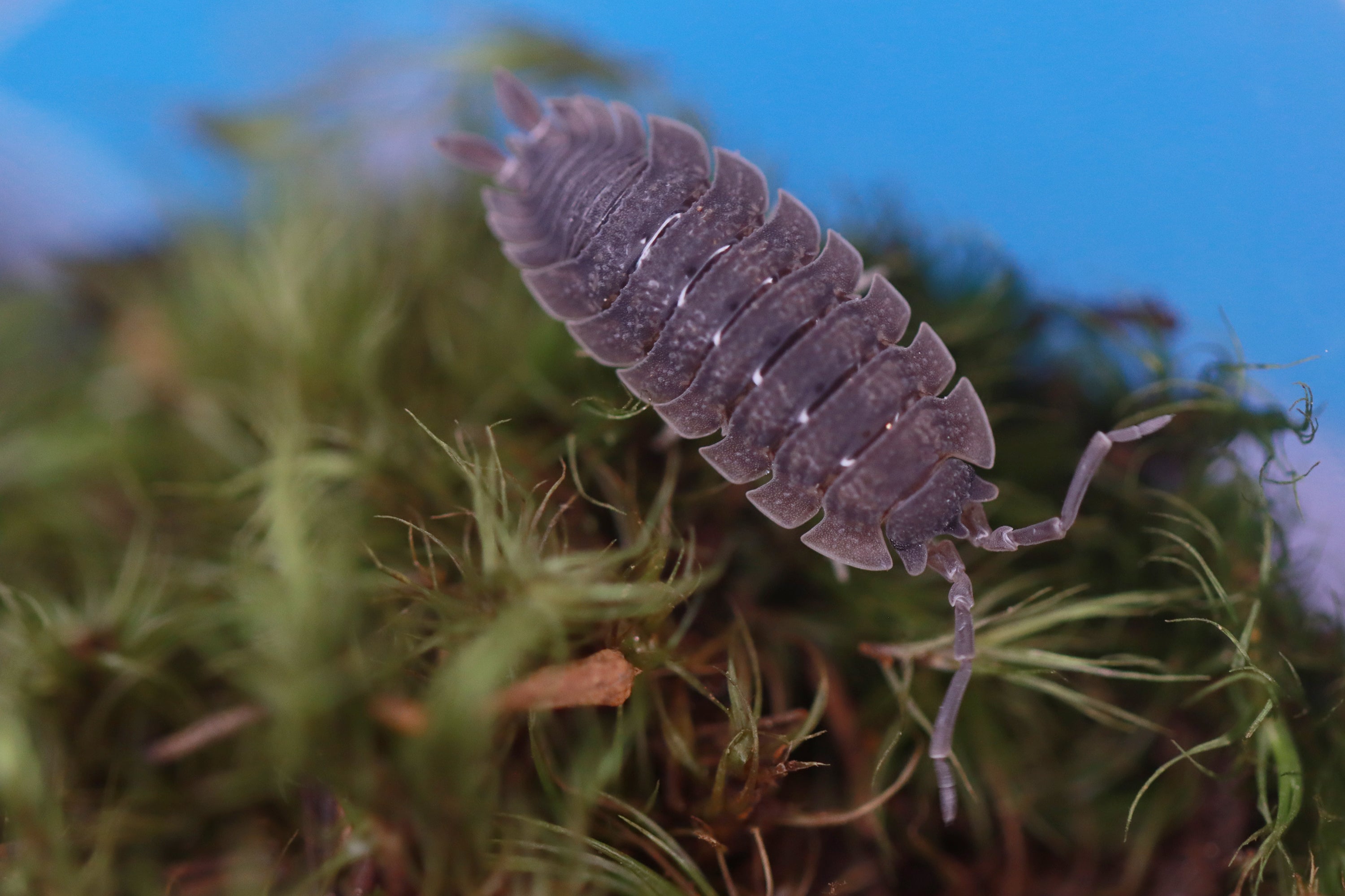 PORCELLIO ECHINATUS 'Shark Skin' Isopods