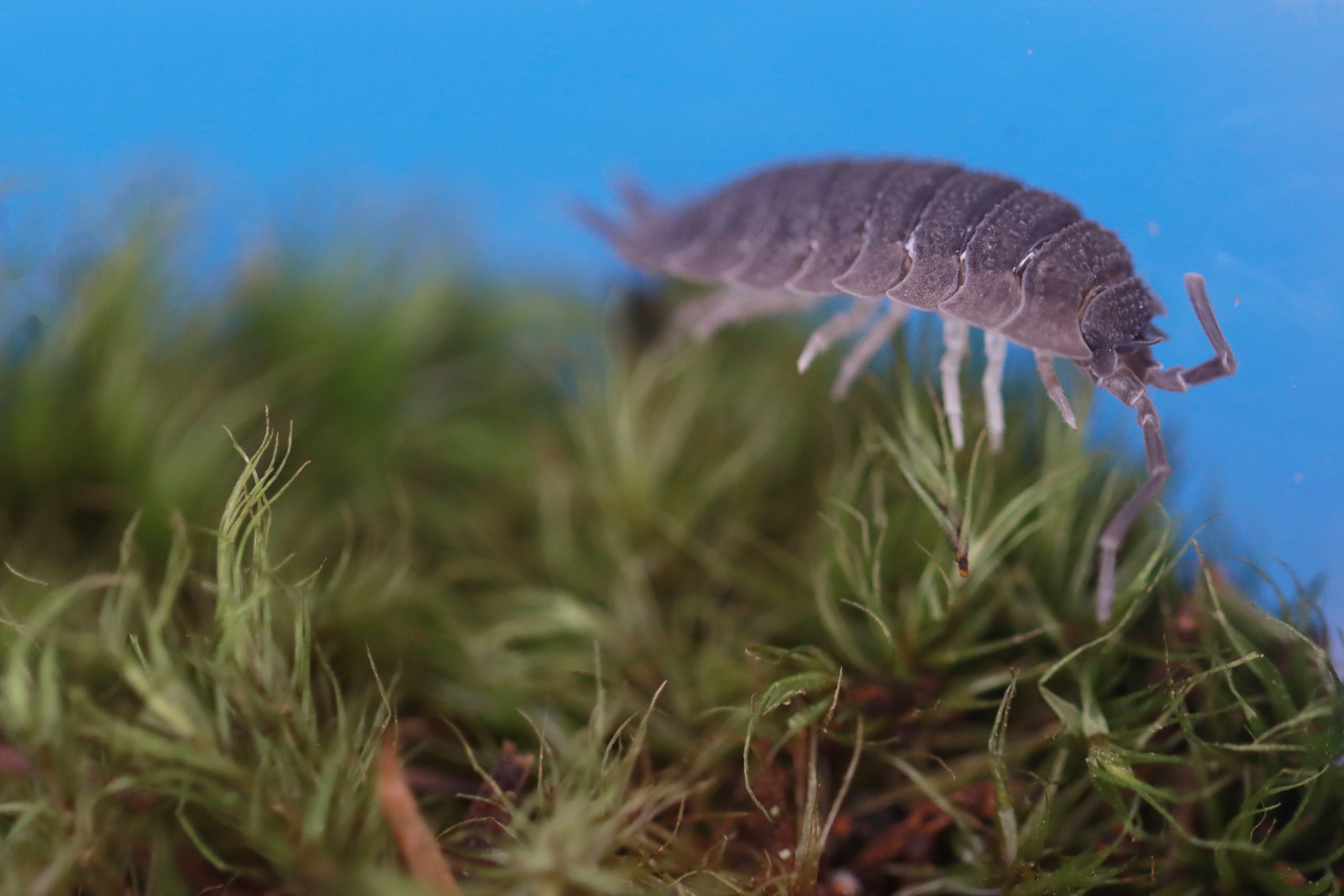 PORCELLIO ECHINATUS 'Shark Skin' Isopods