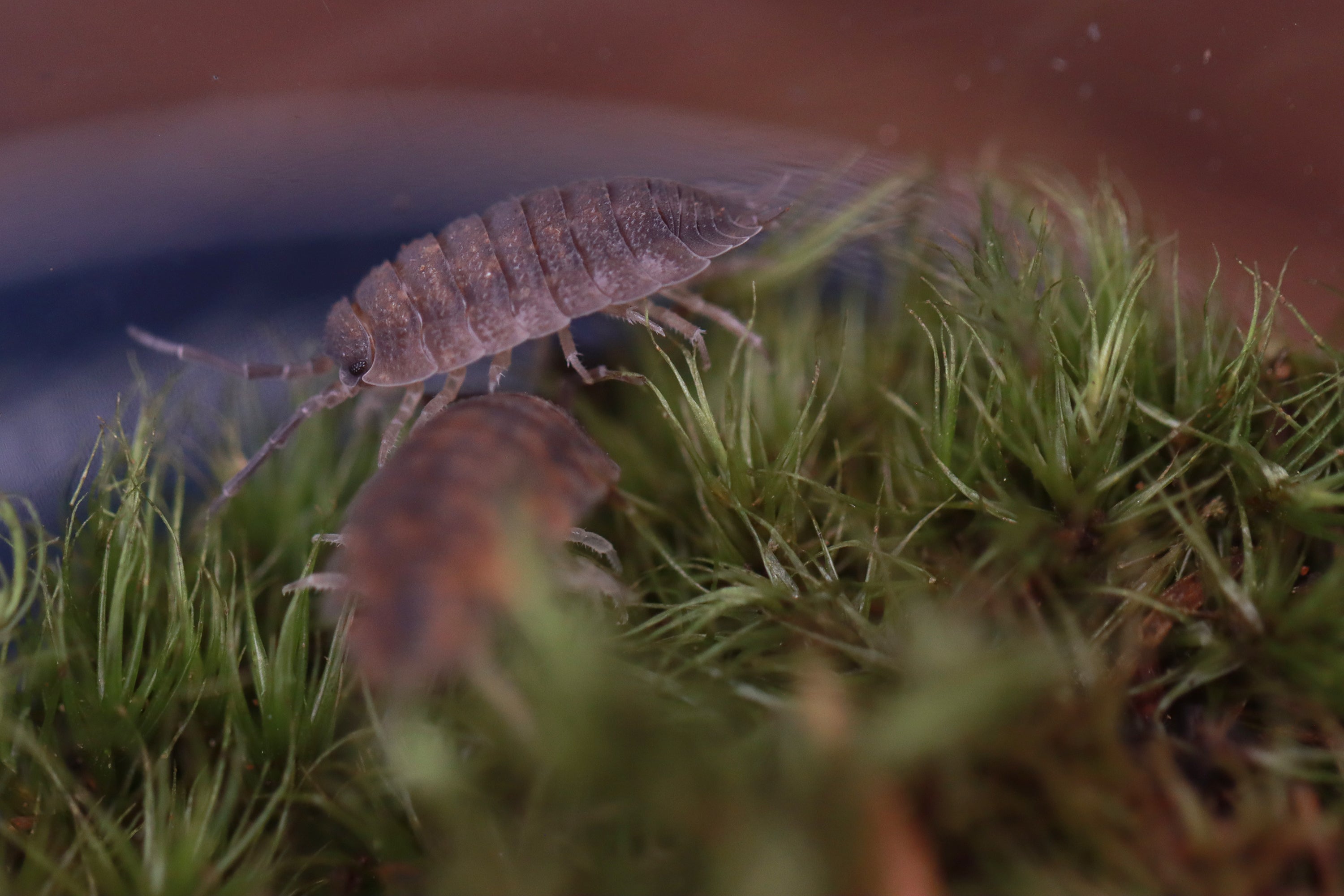 PORCELLIO SCABER 'Wild Type' Isopods