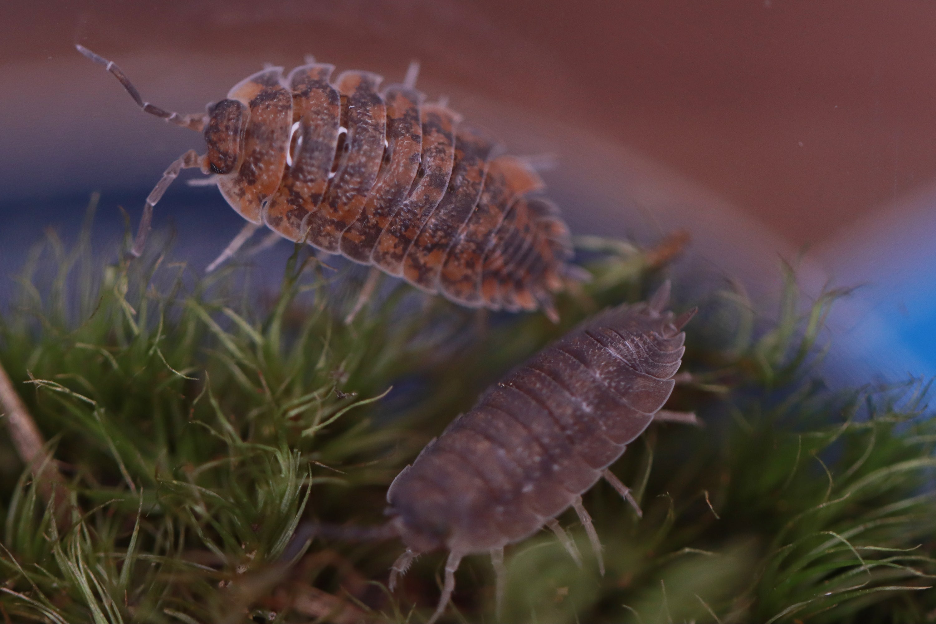 PORCELLIO SCABER 'Wild Type' Isopods