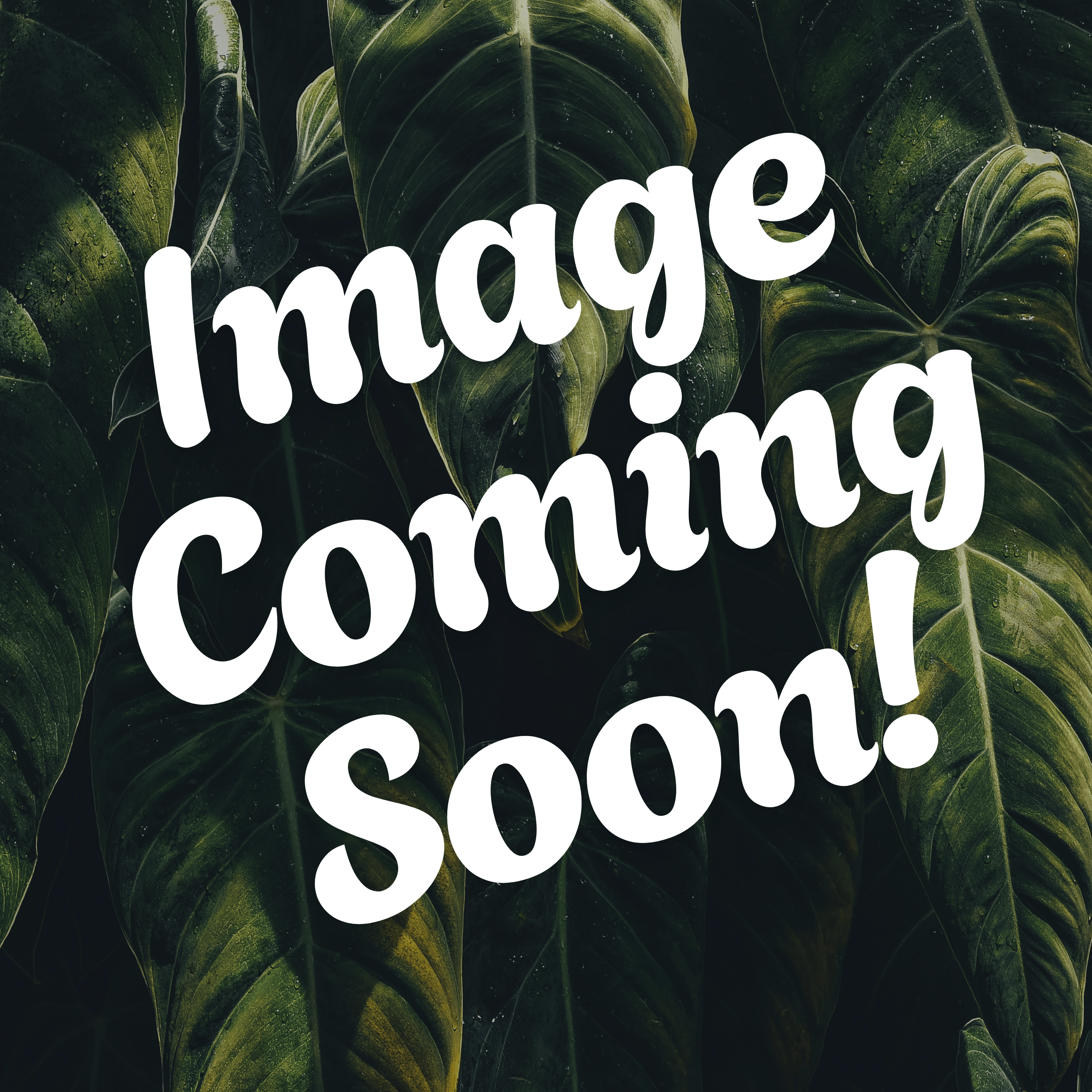 PORCELLIO LAEVIS 'Wild Type' Isopods