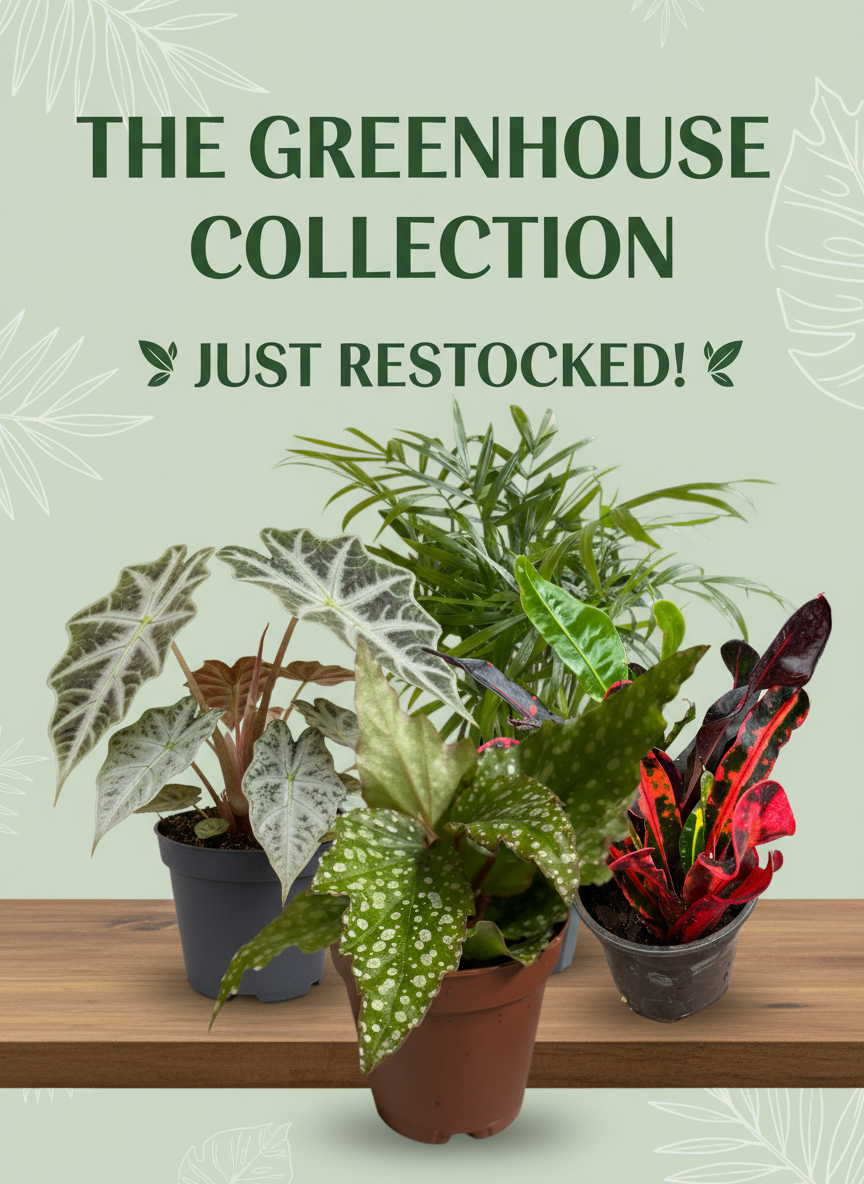 THE GREENHOUSE Collection Restock Banner