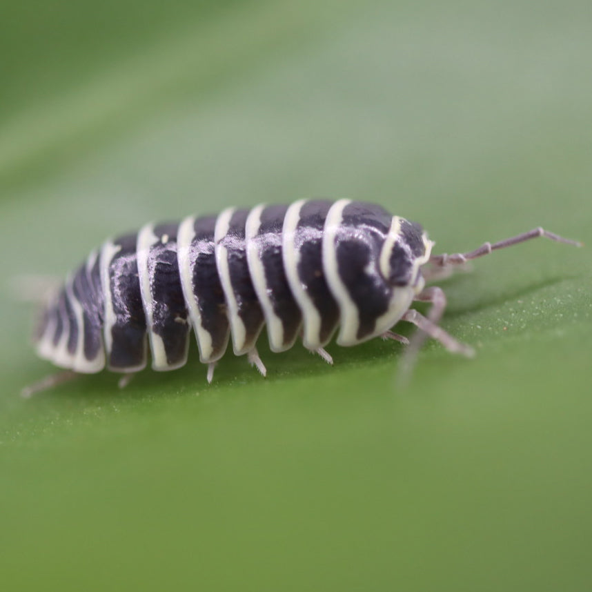 A. maculatum Zebra Isopods 10ct