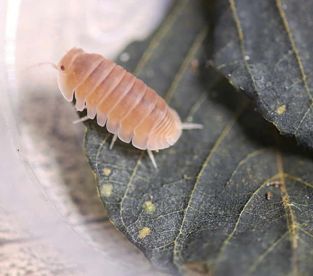 CUBARIS MURINA 'Papaya' Isopods – Isoflora