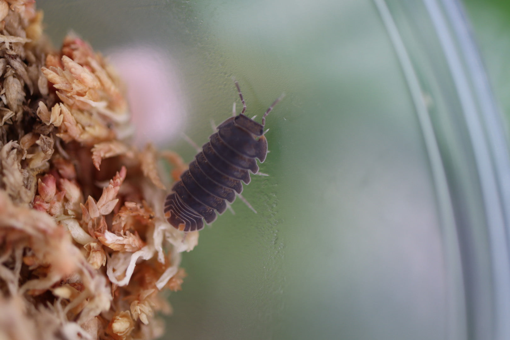 CUBARIS MURINA 'Little Sea' Isopods – Isoflora