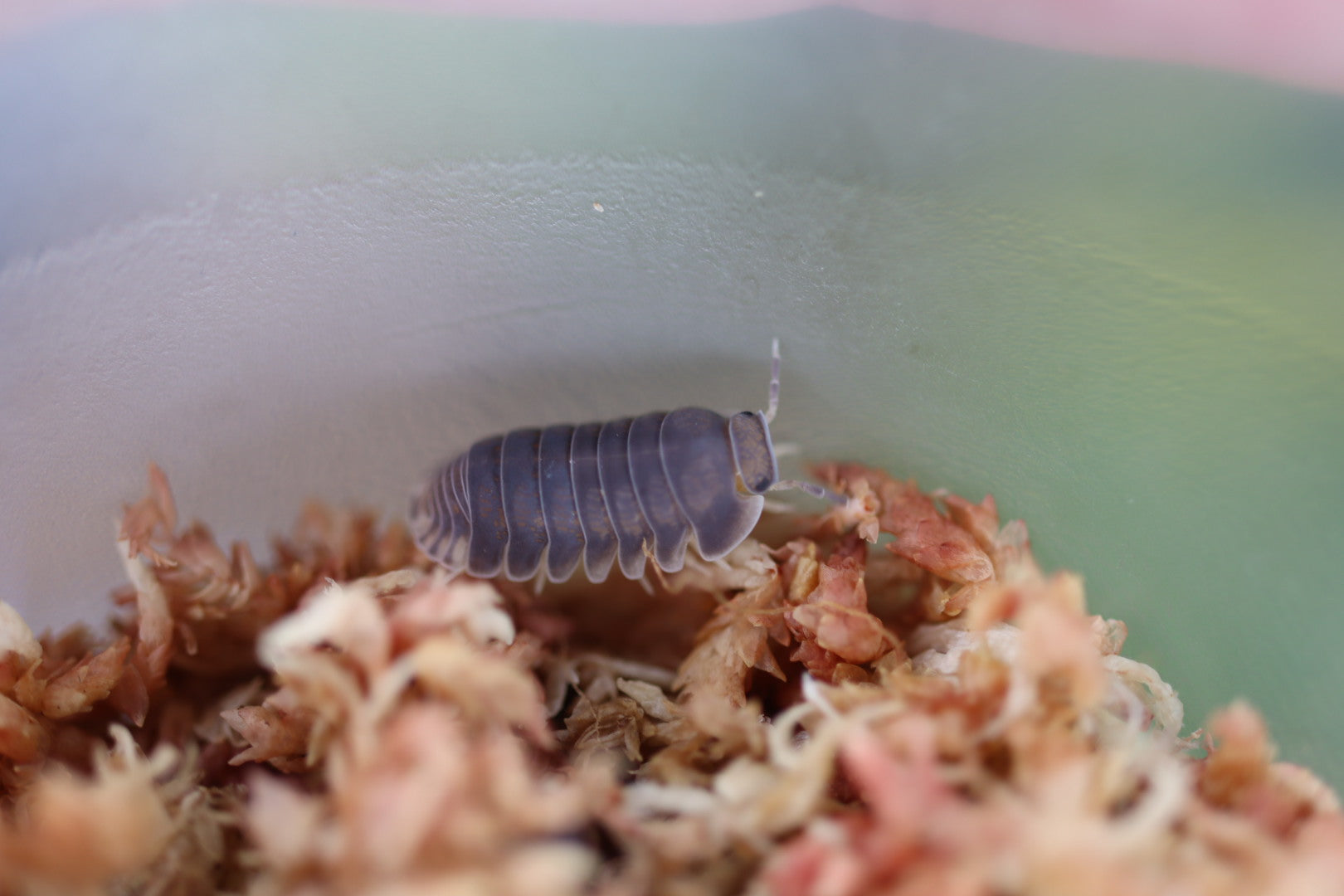 CUBARIS SP 'White Side' Isopods – Isoflora