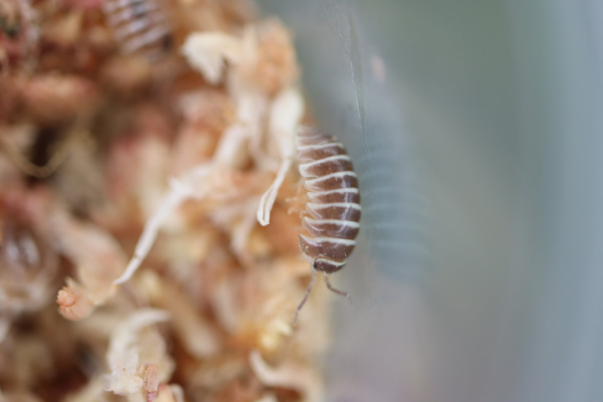 ARMADILLIDIUM MACULATUM ‘Chocolate Zebra’ Isopods – Isoflora