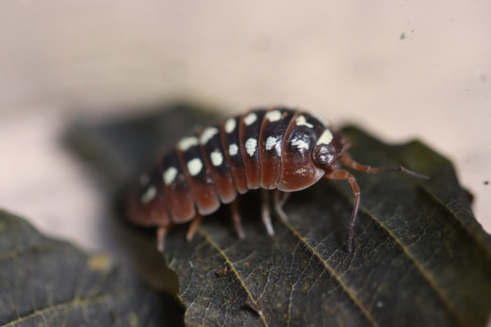 ARMADILLIDIUM KLUGII 'Dubrovnik' Isopods – Isoflora