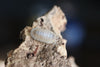 CUBARIS MURINA 'Glacier' Isopods