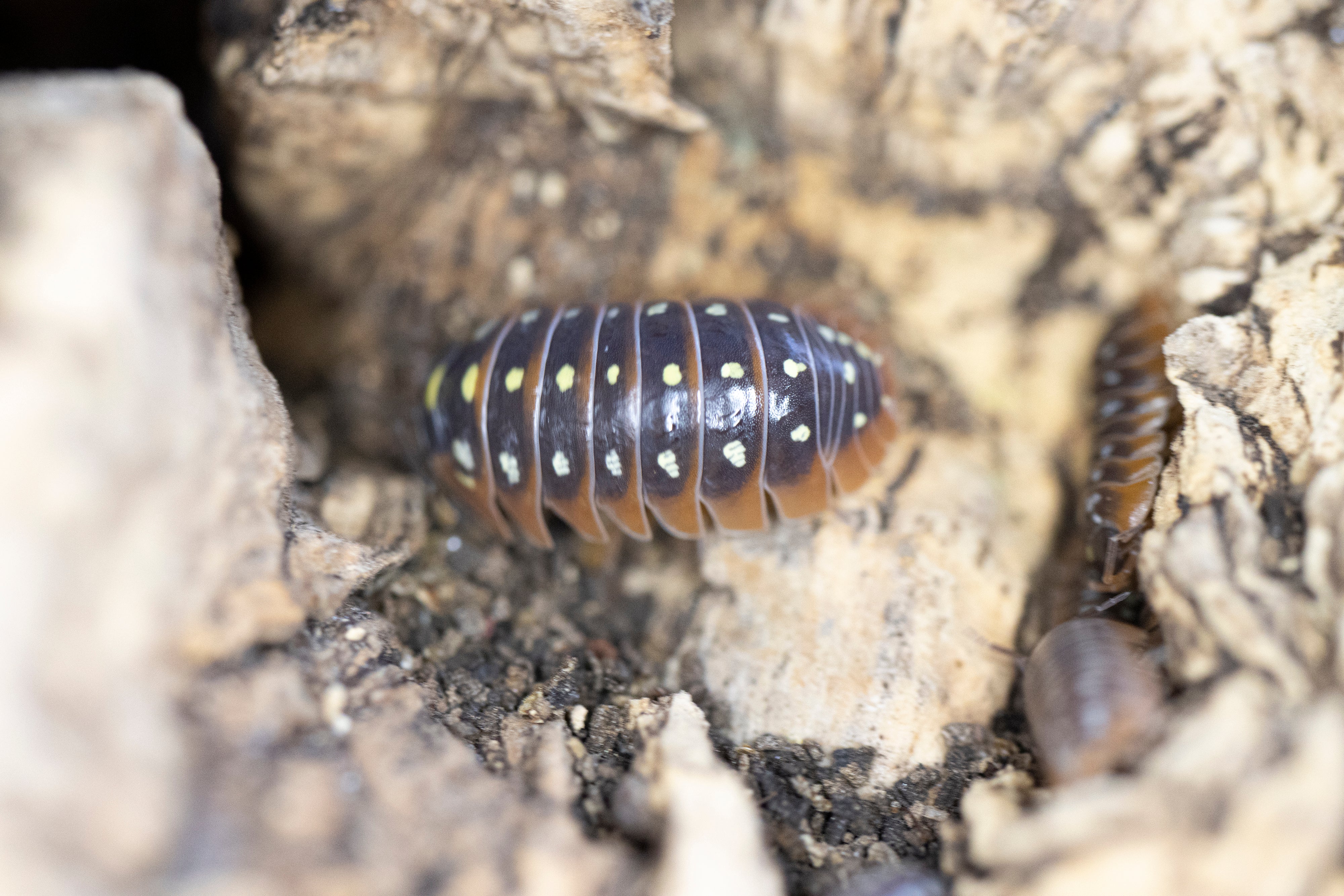 ARMADILLIDIUM KLUGII ‘Montenegro’ Clown Isopods – Isoflora