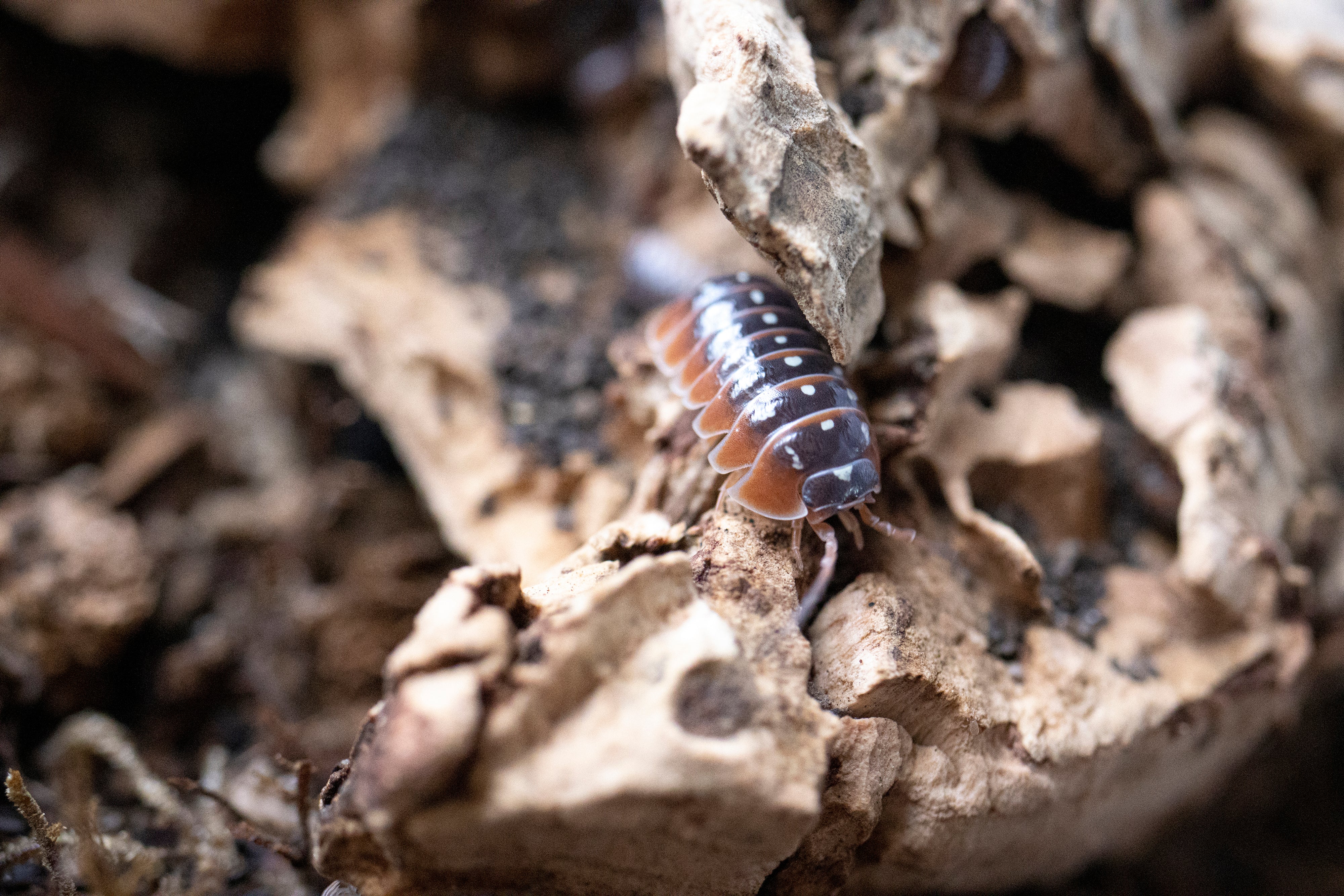 ARMADILLIDIUM KLUGII ‘Montenegro’ Clown Isopods – Isoflora