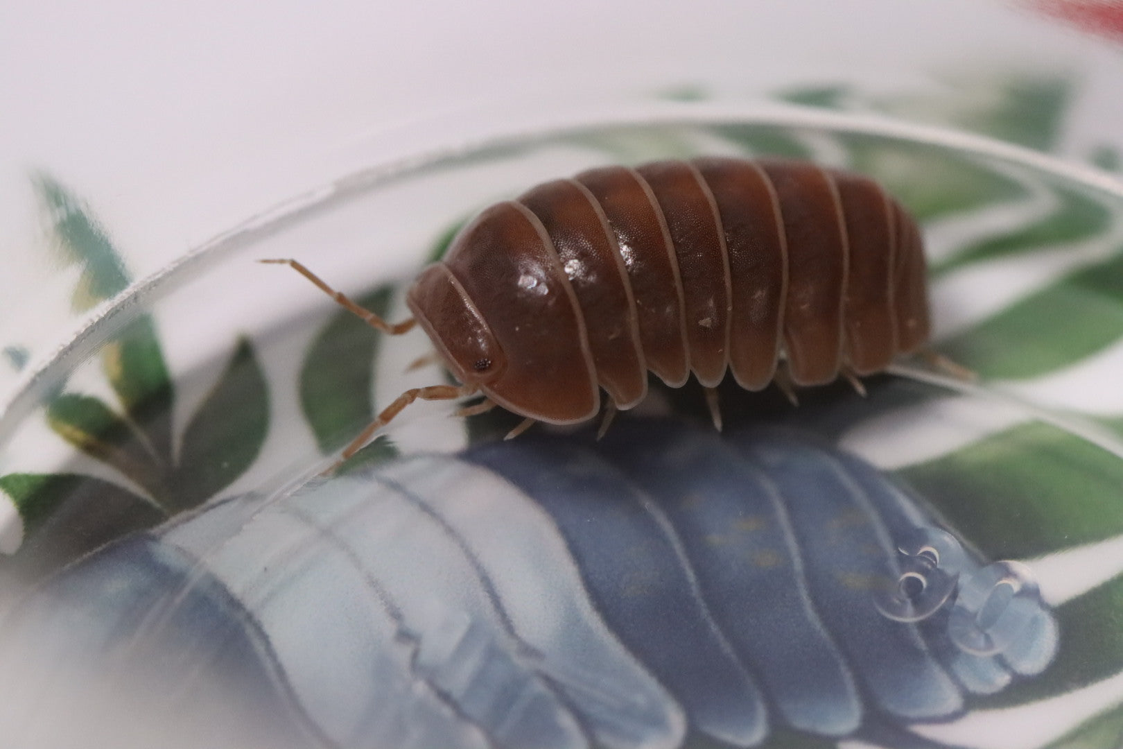 ARMADILLO OFFICINALIS ‘The Hissing Isopod - Red’ Isopods – Isoflora
