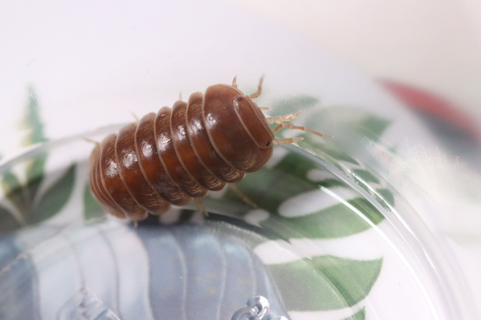 ARMADILLO OFFICINALIS ‘The Hissing Isopod - Red’ Isopods – Isoflora