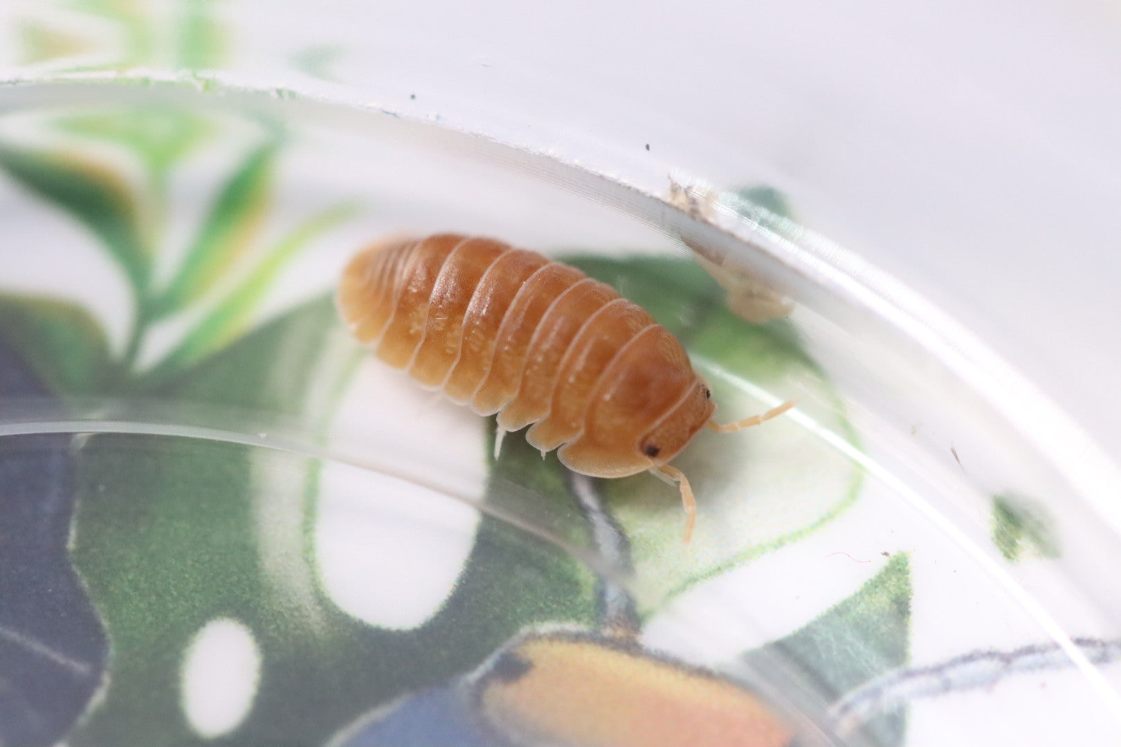 CUBARIS MURINA 'Florida Orange' Isopods – Isoflora