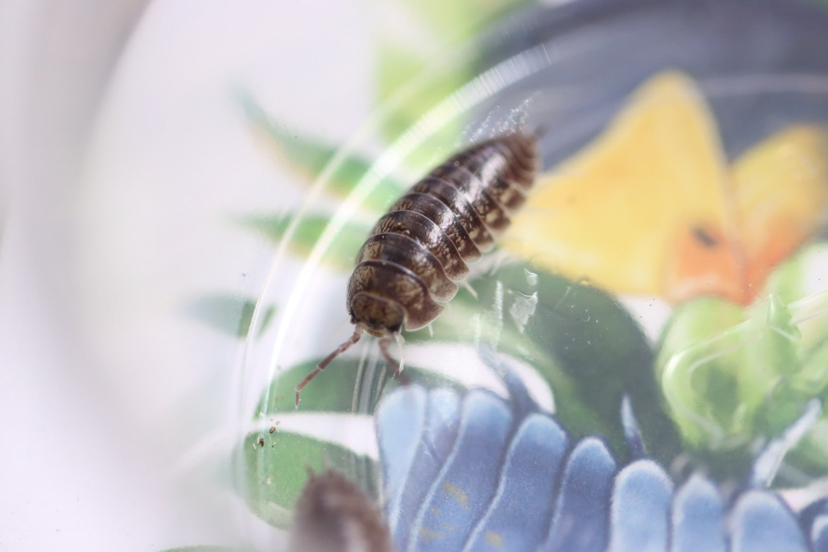 CYLISTICUS CONVEXUS ‘Curly’ Isopods – Isoflora