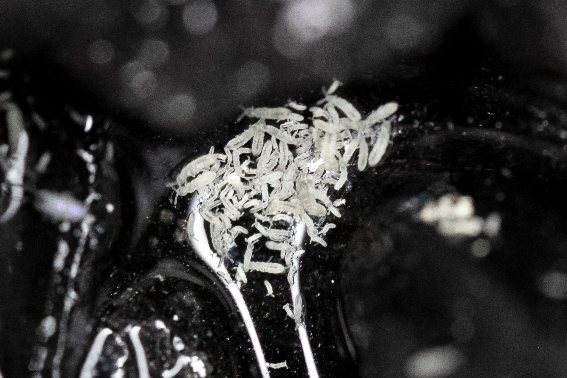 Folsomia candida βTemperate Whiteβ Springtails β Isoflora