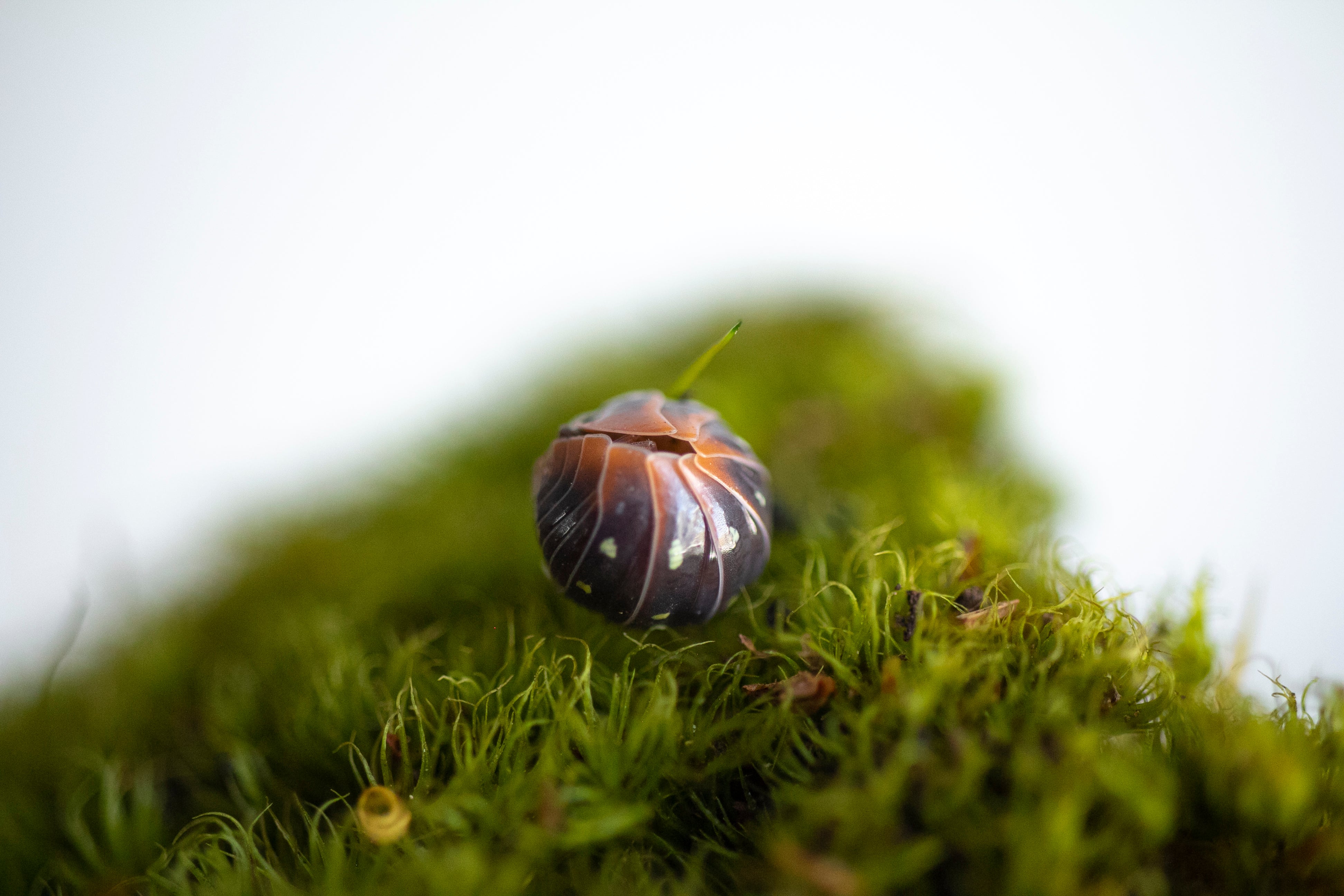 ARMADILLIDIUM KLUGII ‘Montenegro’ Clown Isopods – Isoflora