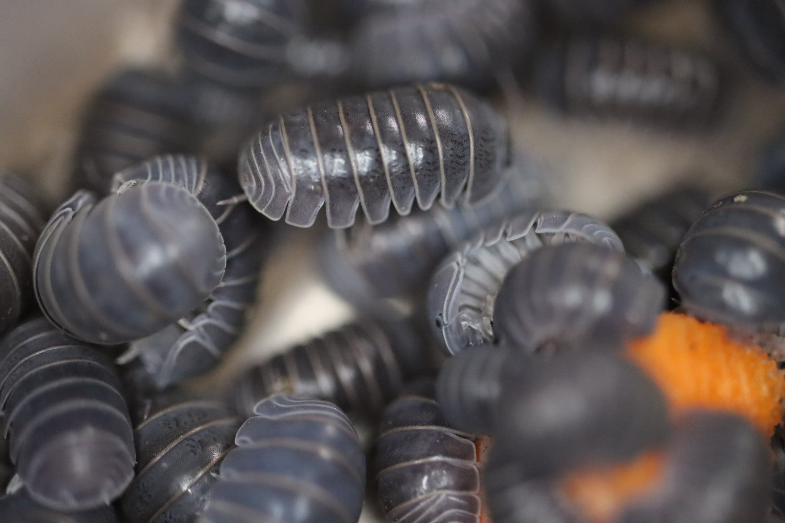 ARMADILLO OFFICINALIS ‘The Hissing Isopod - Siciliy’ Isopods – Isoflora